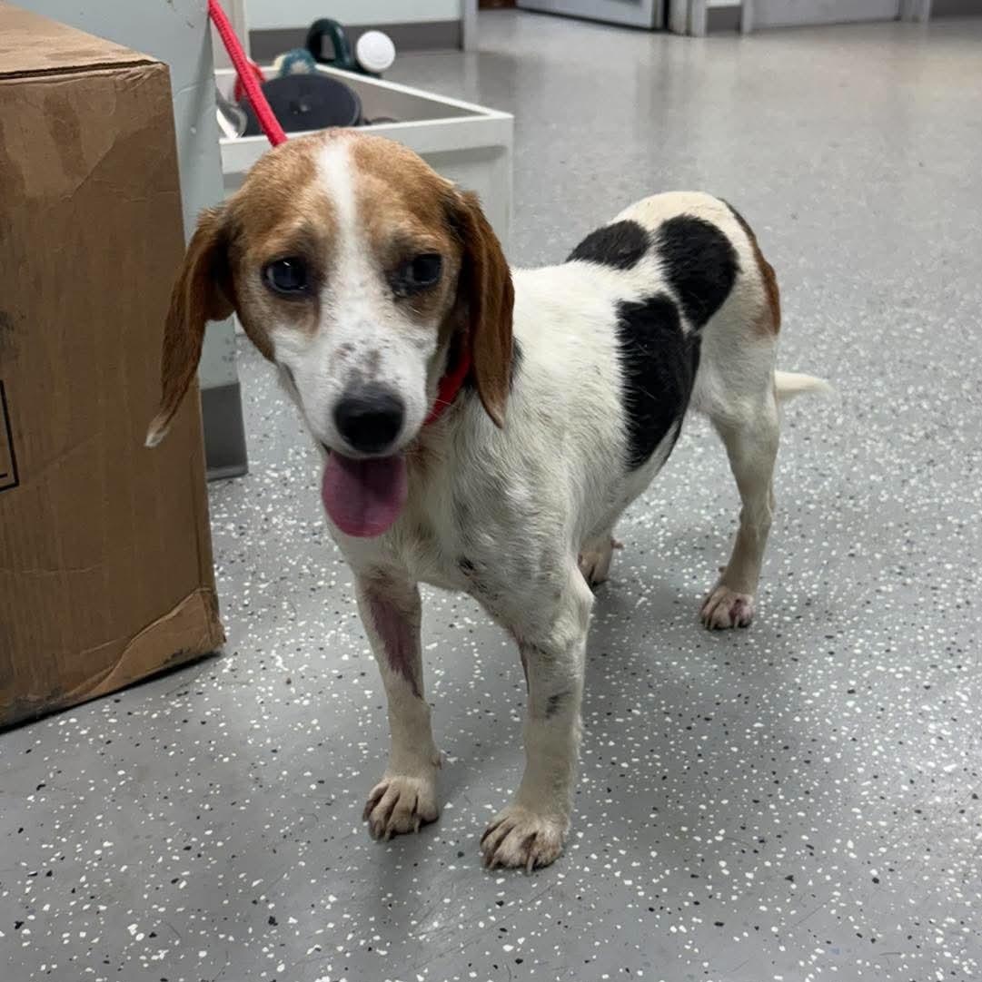 Myrtle, a ADOPTABLE mixed breed in Bardstown, KY image 2/4
