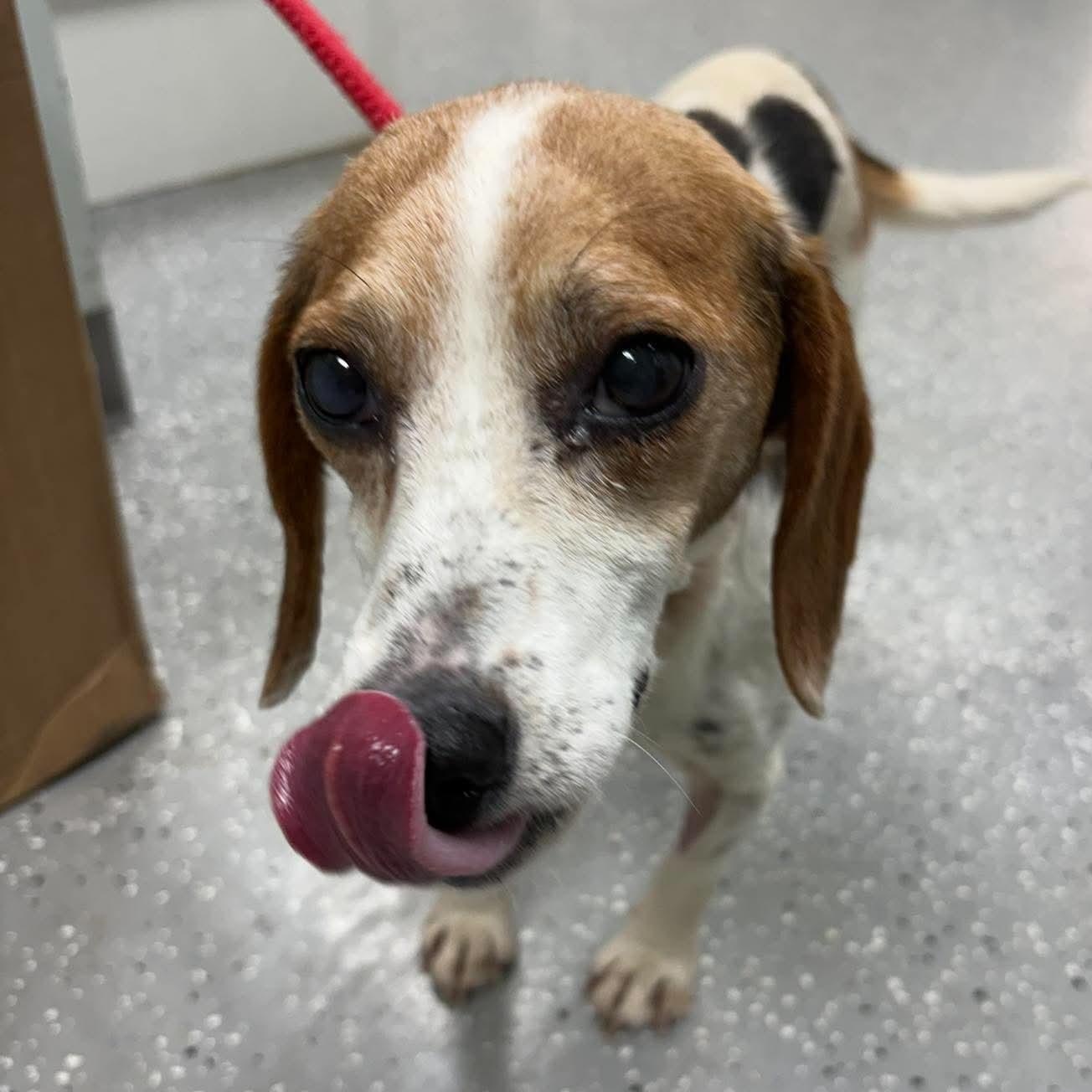 Myrtle, a ADOPTABLE mixed breed in Bardstown, KY image 4/4