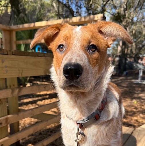 Odie , adopted, Young Male Mixed Breed.