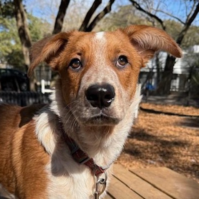 Enlarge Odie , an adopted Mixed Breed in Charleston, SC image 2/4