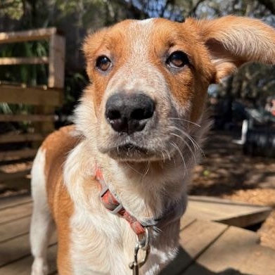 Enlarge Odie , an adopted Mixed Breed in Charleston, SC image 4/4
