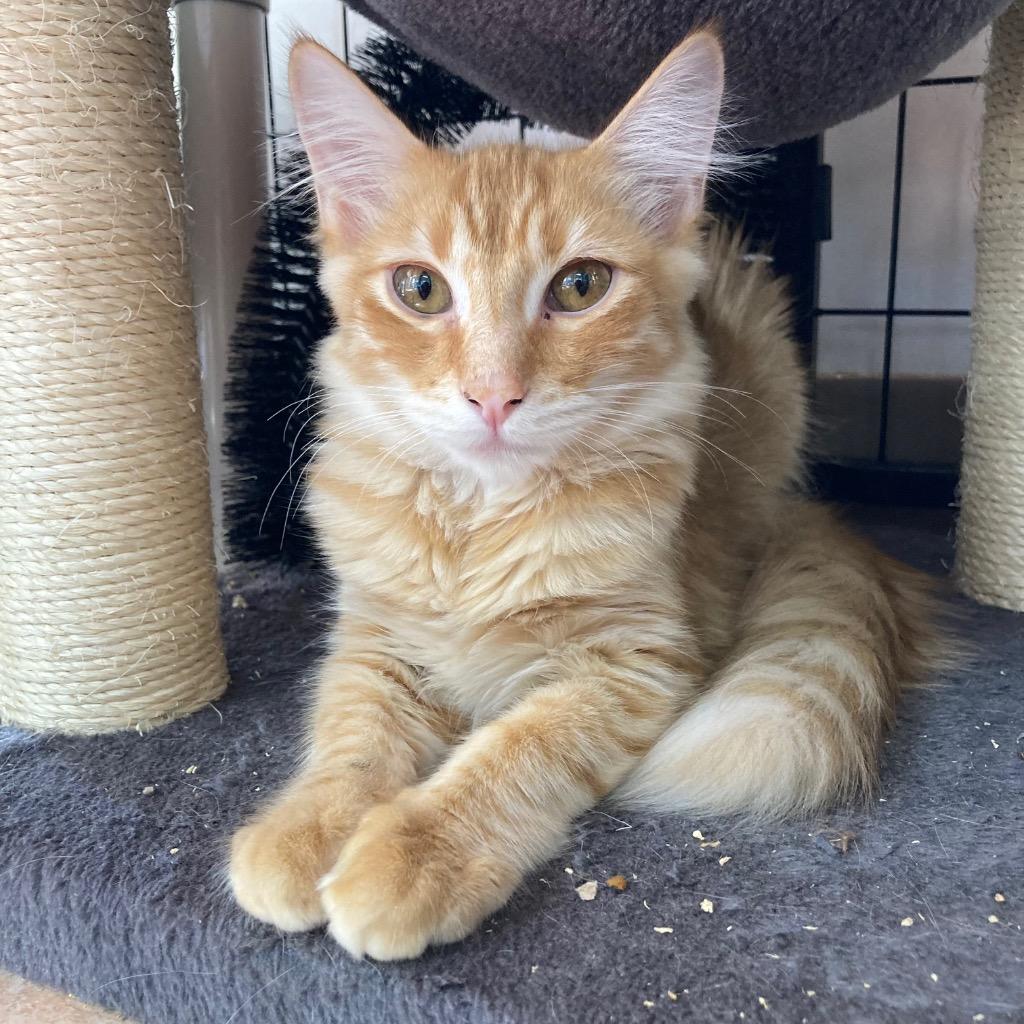 Enlarge Camlin, a Adoptable mixed breed in Peoria, AZ image 1/1