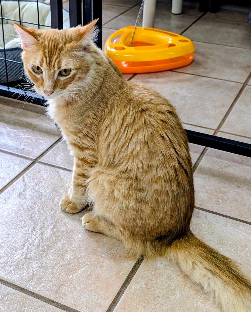 Enlarge Camlin, a Found mixed breed in Peoria, AZ image 1/1