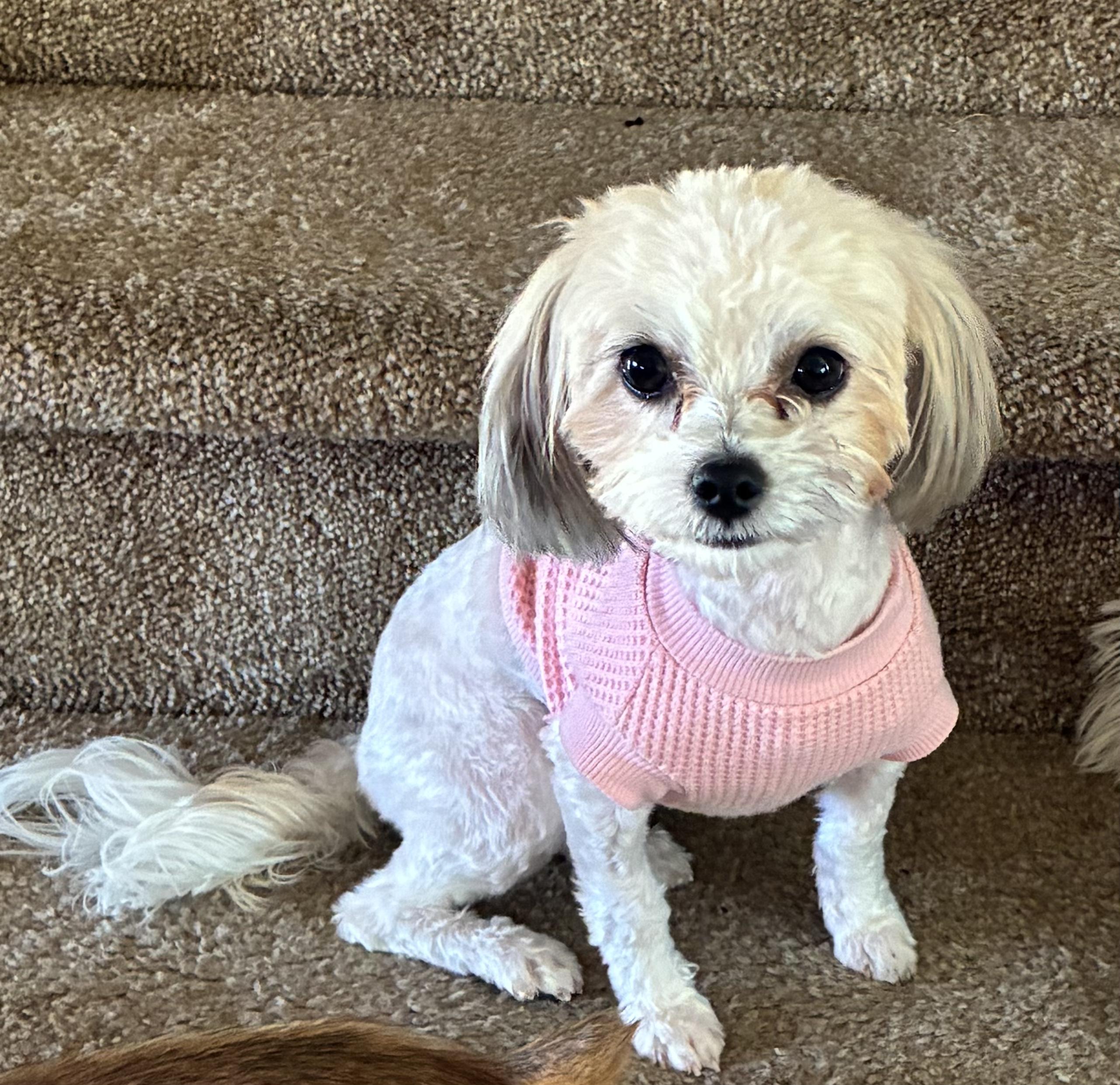 Rosie, Adoptable, Adult Female Maltese.