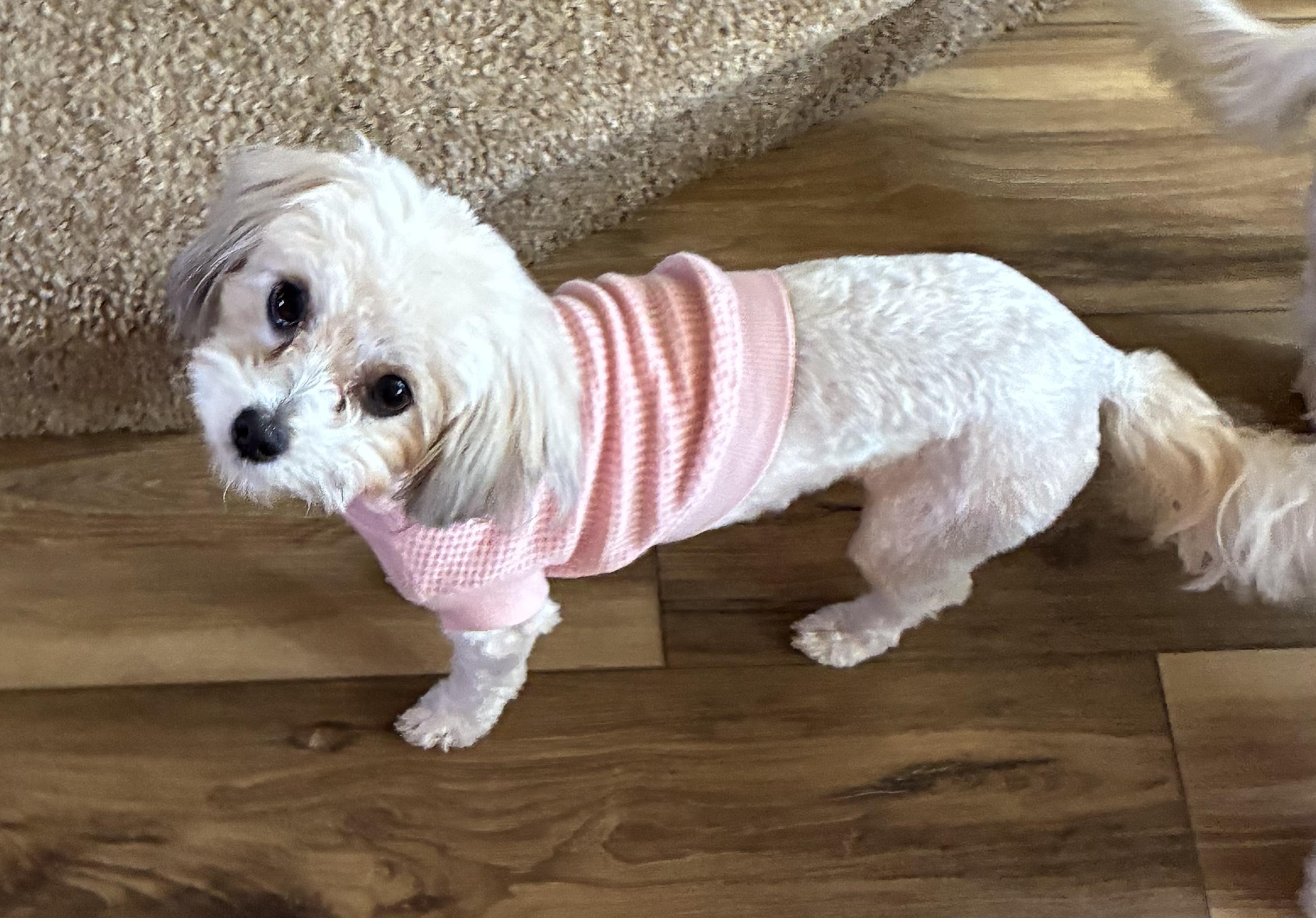 Rosie, a Adoptable Maltese in West Valley, UT image 2/2