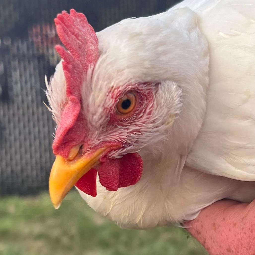 Scream, Adoptable, Young Female Chicken.