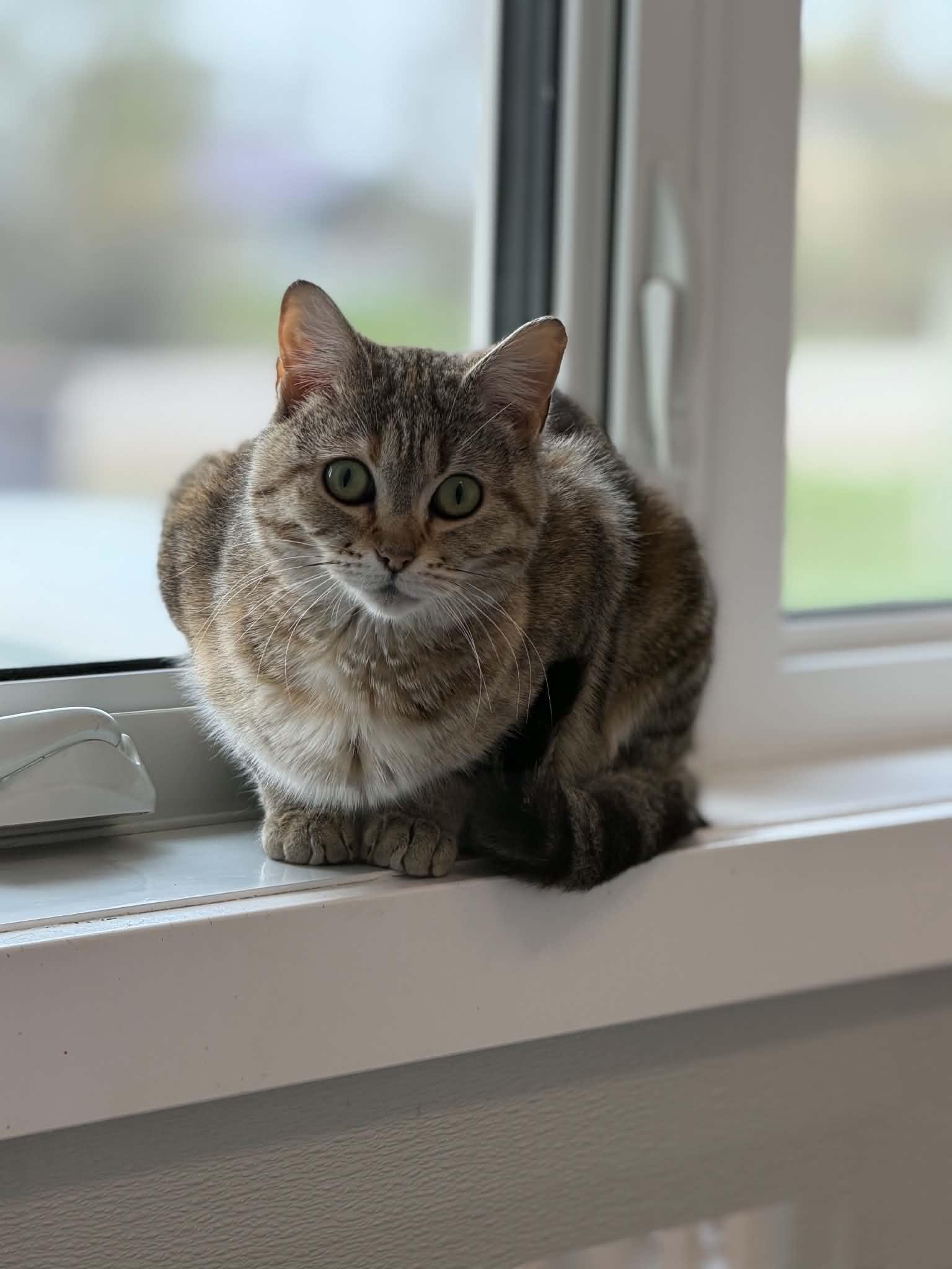 Breezy, Adopted, Young Female Domestic Short Hair.