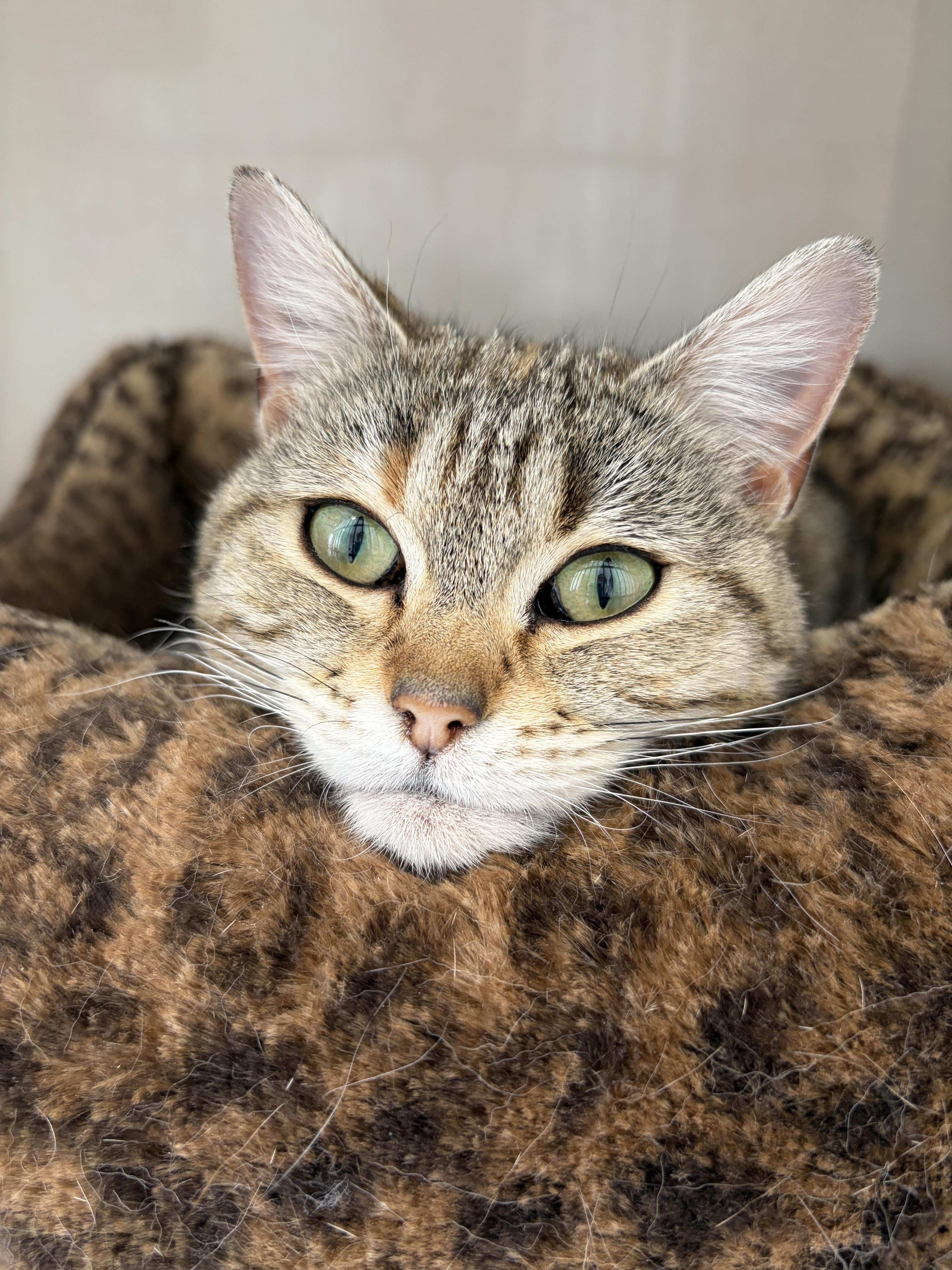 Breezy, a Adopted mixed breed in Steinbach, MB image 2/6