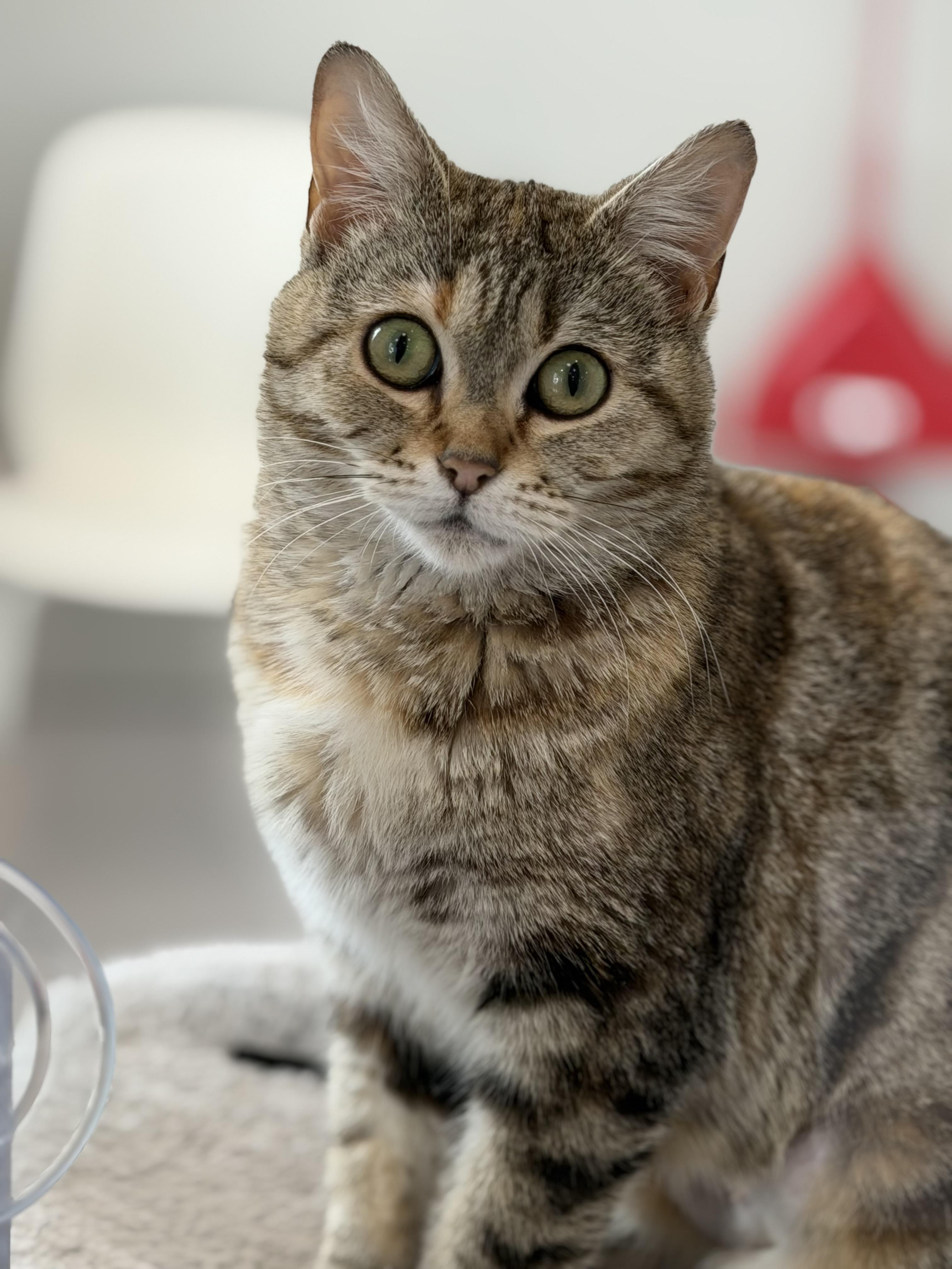 Breezy, a Adopted mixed breed in Steinbach, MB image 3/6