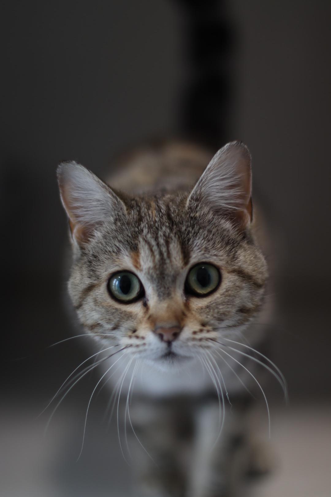 Breezy, a Adopted mixed breed in Steinbach, MB image 4/6