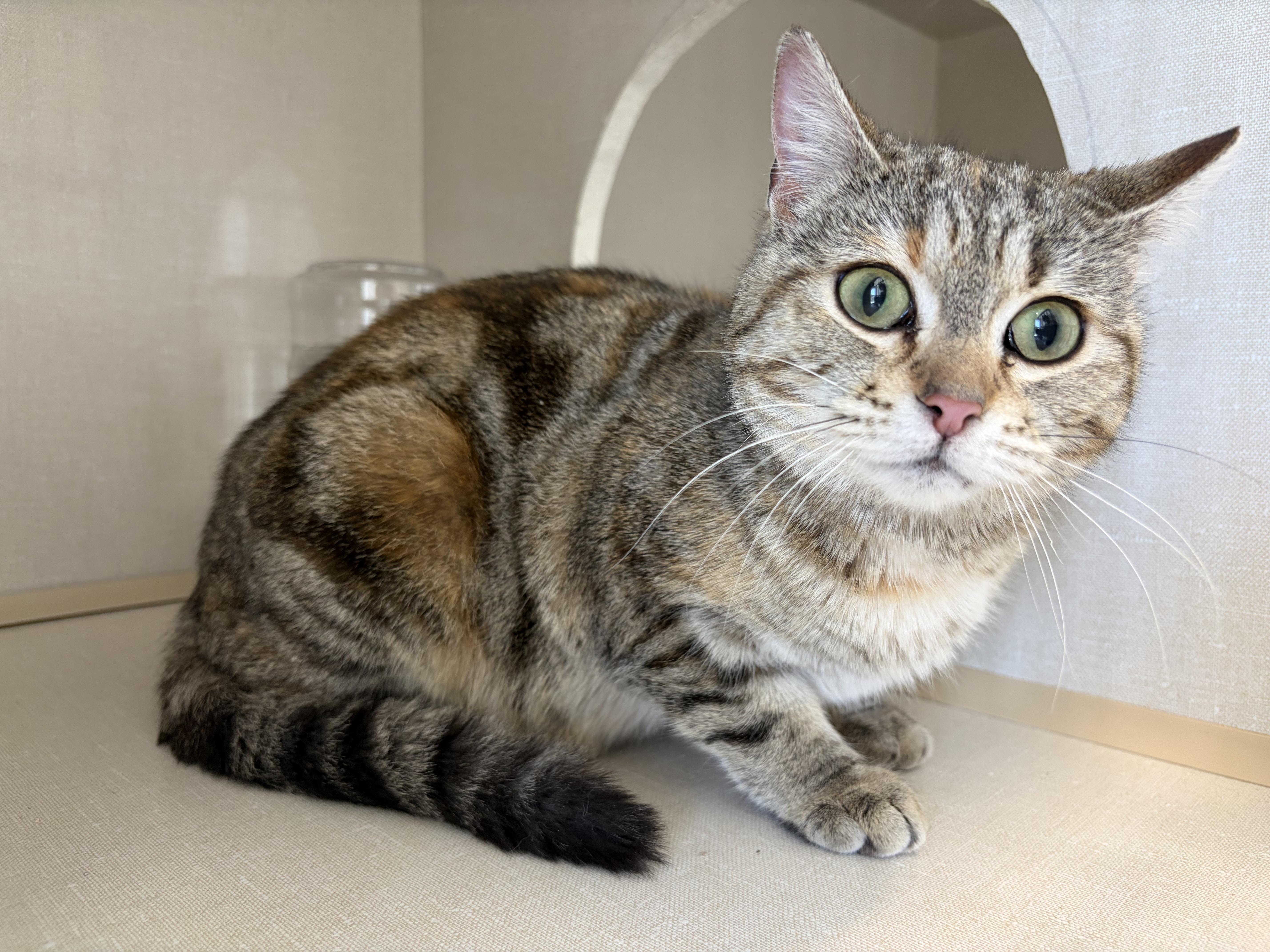 Breezy, a Adopted mixed breed in Steinbach, MB image 5/6