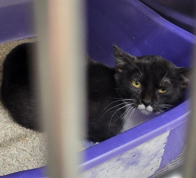 OREO, Adoptable, Young Female Domestic Short Hair & Domestic Short Hair.