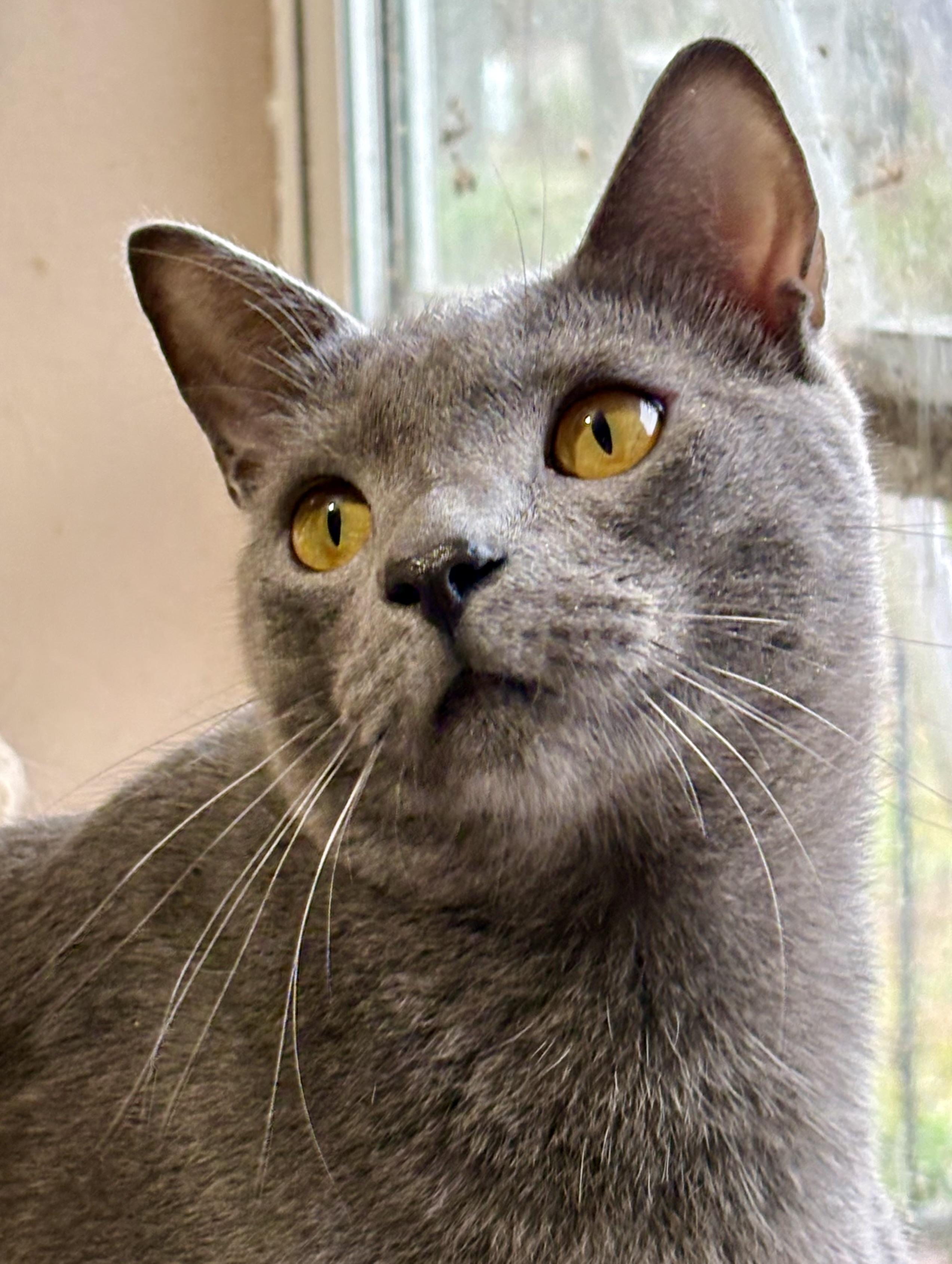Enlarge Topaz, a ADOPTABLE mixed breed in Lake Worth, FL image 2/3