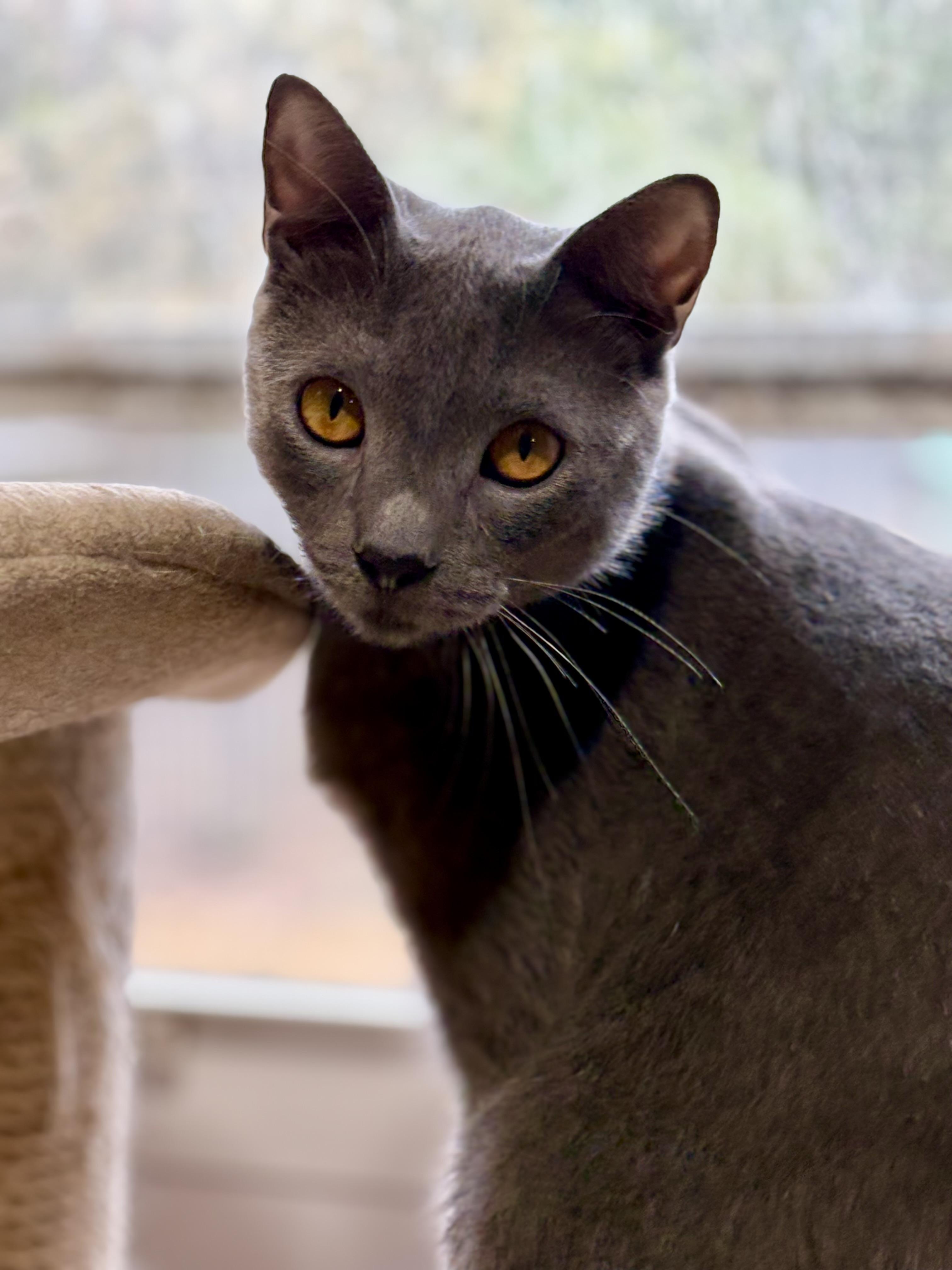 Enlarge Topaz, a ADOPTABLE mixed breed in Lake Worth, FL image 3/3