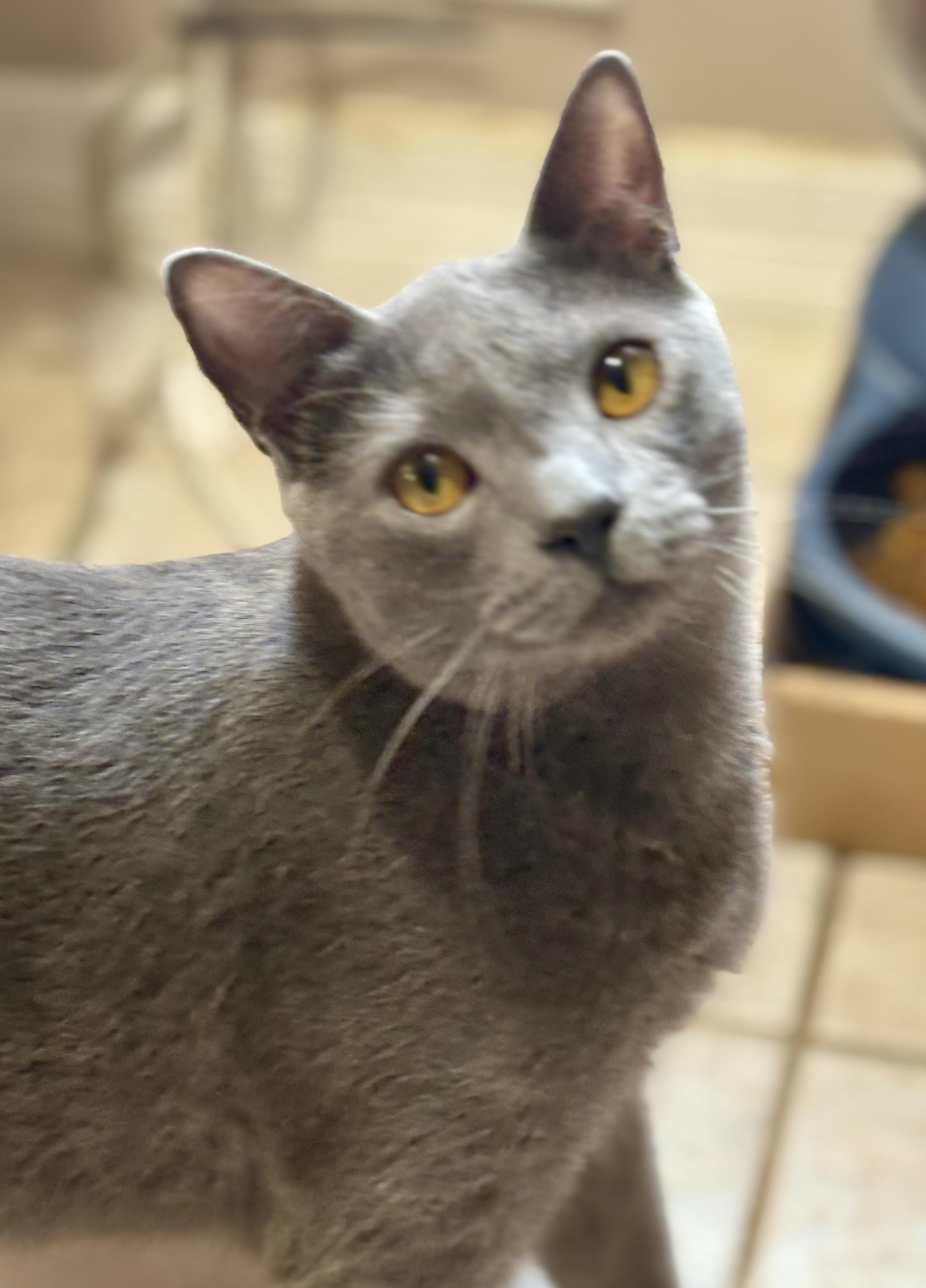Enlarge Topaz, a ADOPTABLE mixed breed in Lake Worth, FL image 1/3
