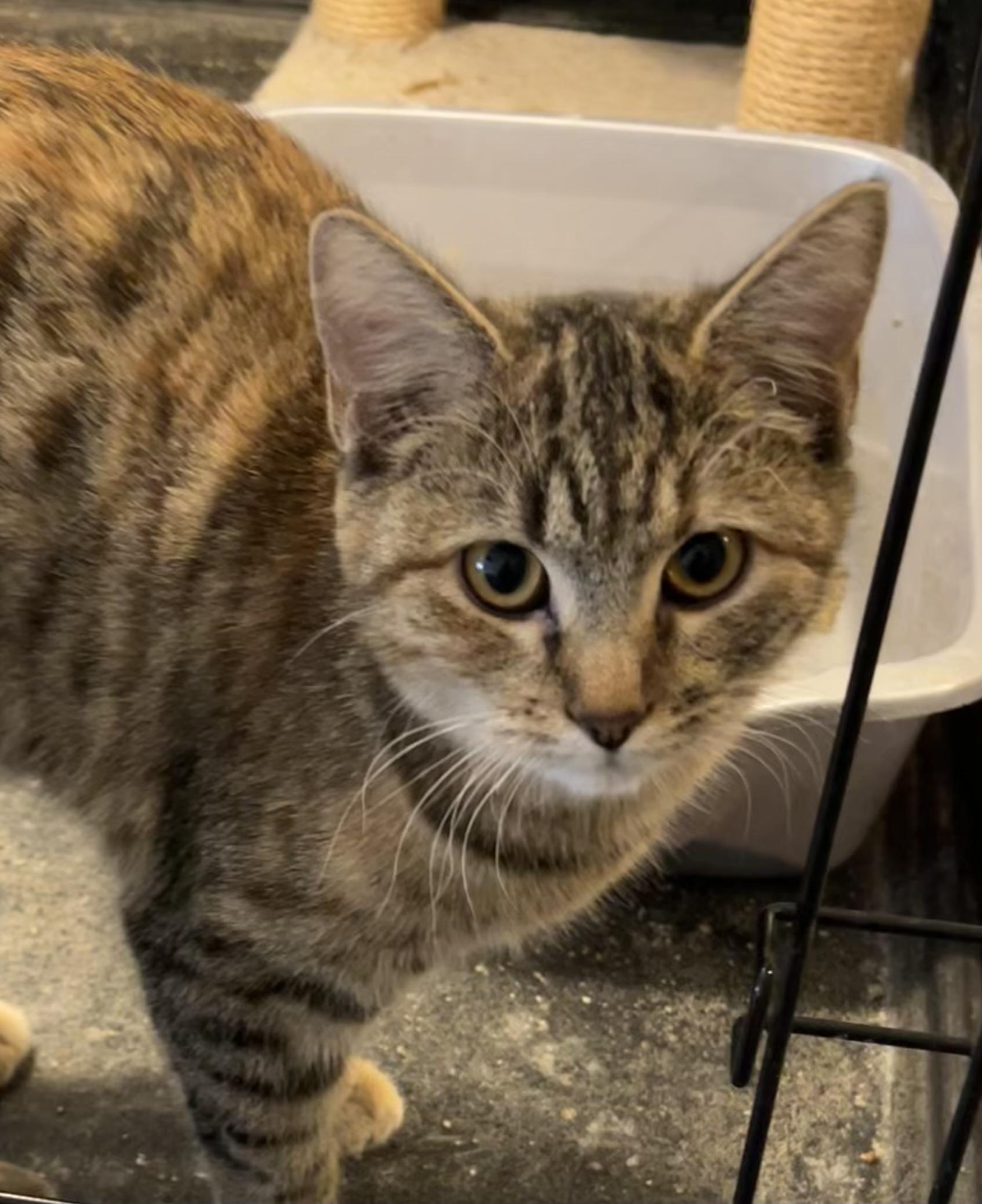 Tiger Lily, a Adopted Domestic Short Hair in Clifton, KS image 1/3