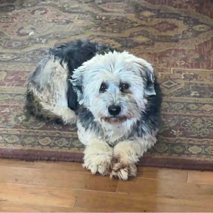 Enlarge Bonnie, a Adoptable mixed breed in Toms Brook, VA image 1/2