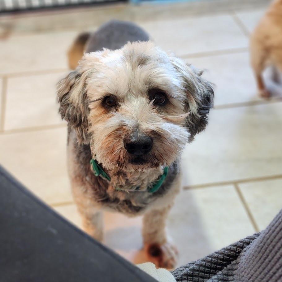 Enlarge Bonnie, a Adoptable mixed breed in Toms Brook, VA image 2/2