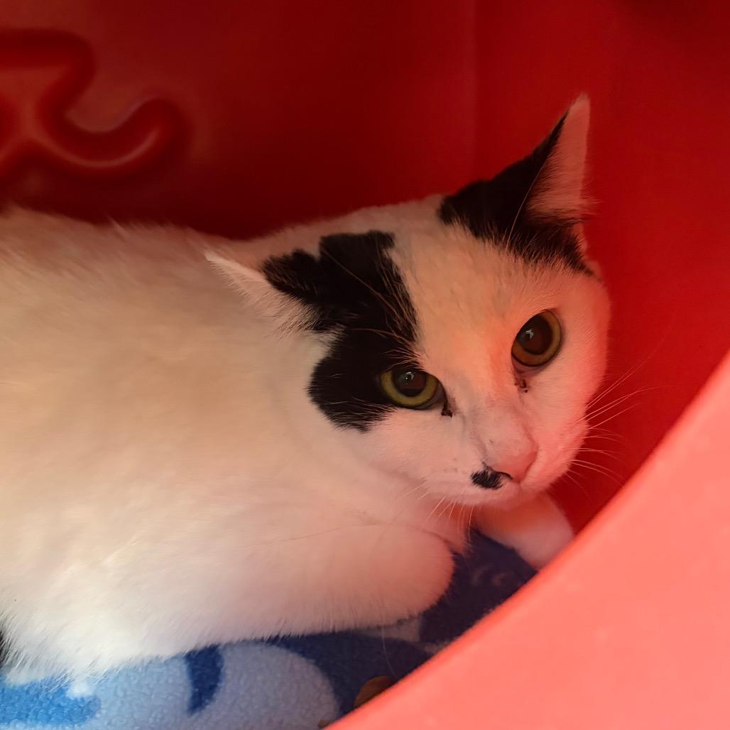 Olivia, Adoptable, Young Female Domestic Short Hair.