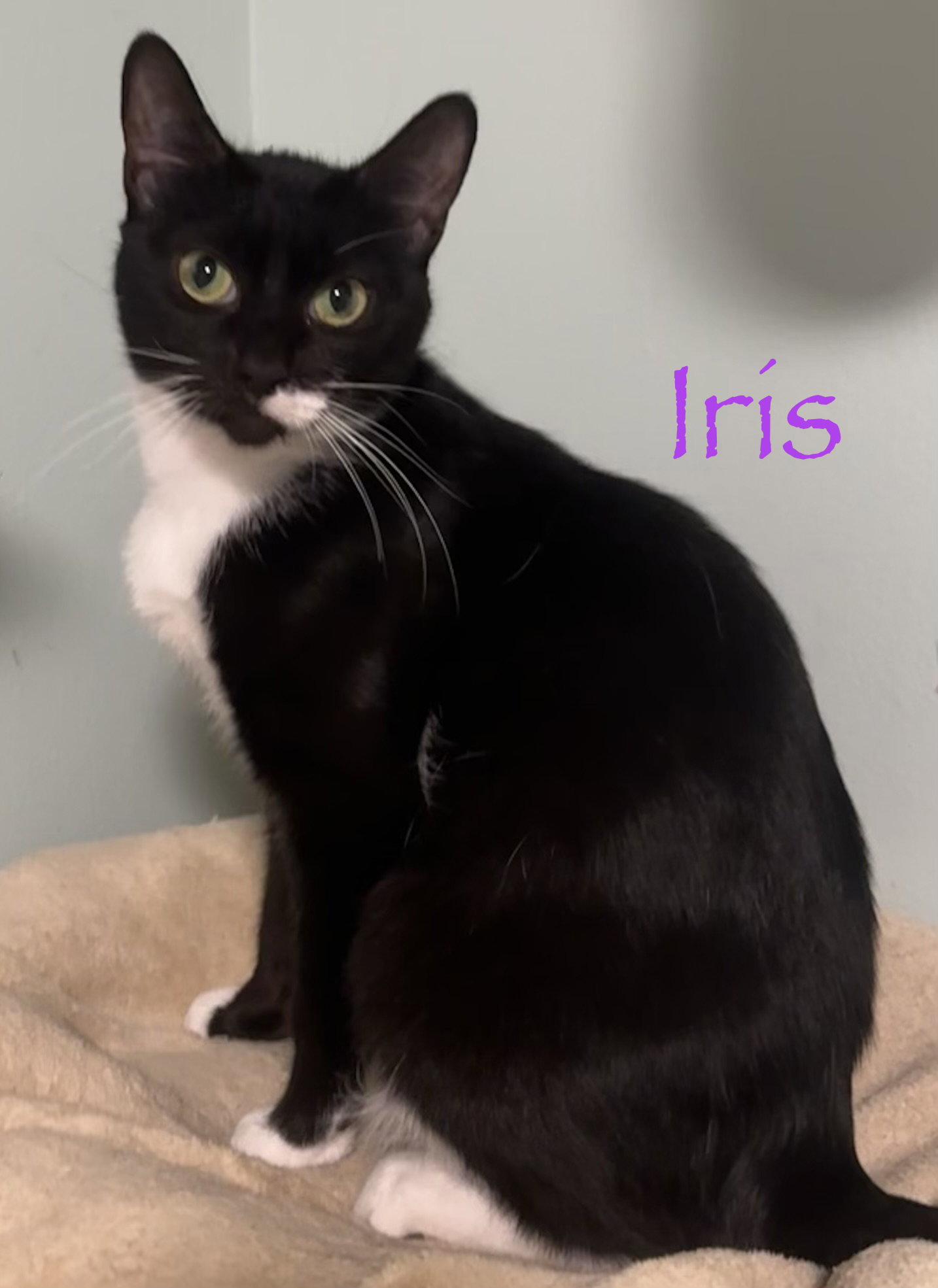 Enlarge Iris, a Adoptable Domestic Short Hair in Longwood, FL image 1/3