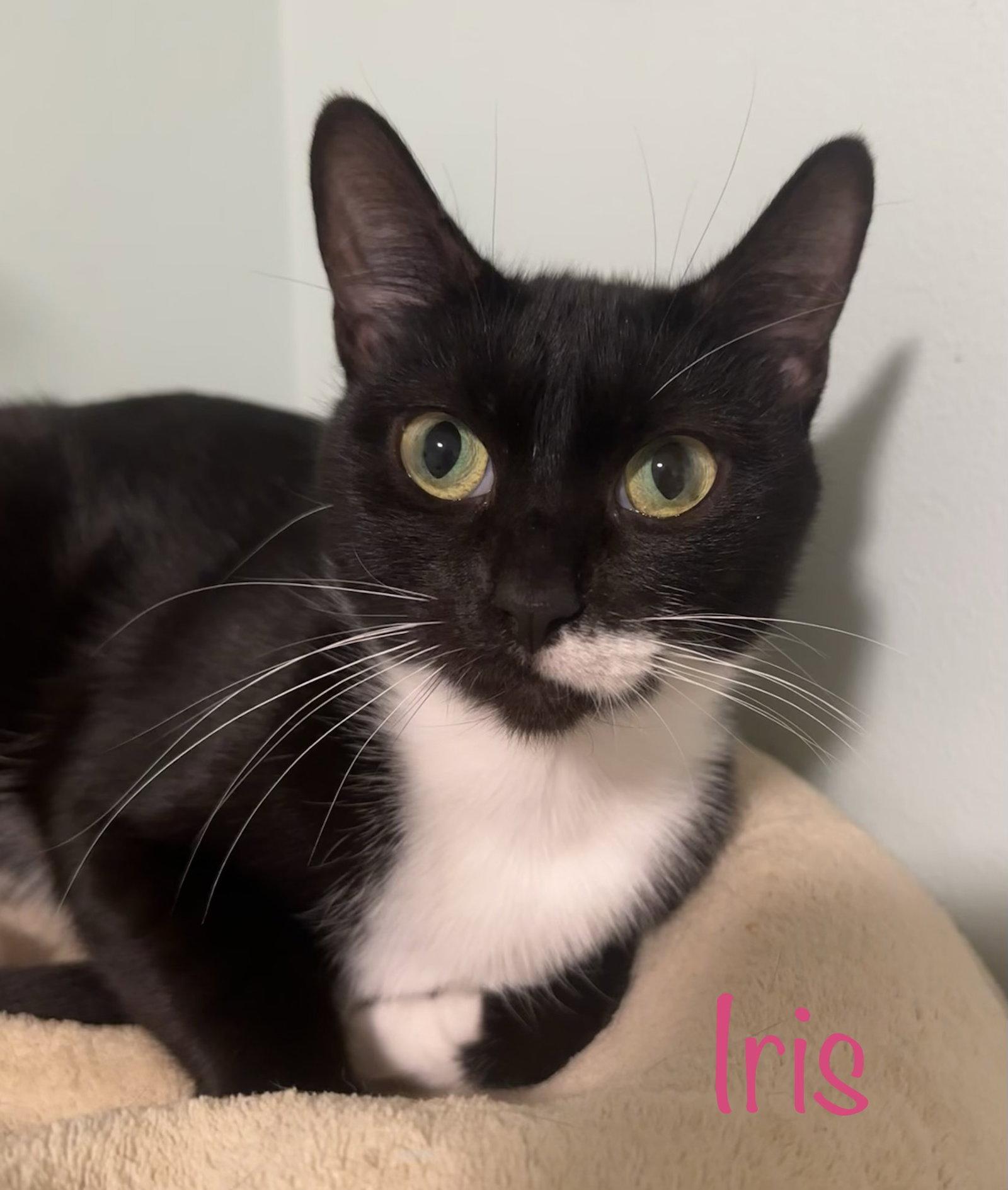 Enlarge Iris, a Adoptable Domestic Short Hair in Longwood, FL image 2/3