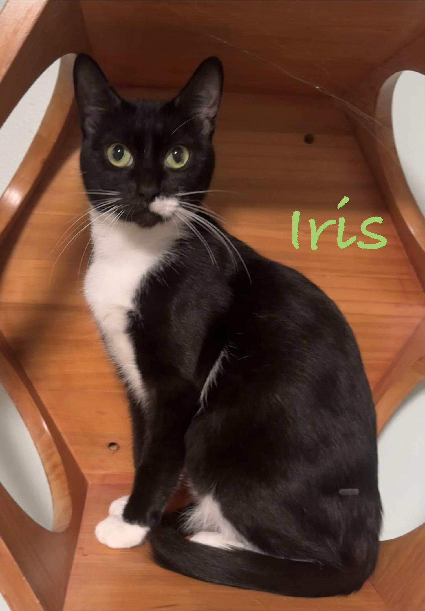 Enlarge Iris, a Adoptable Domestic Short Hair in Longwood, FL image 3/3
