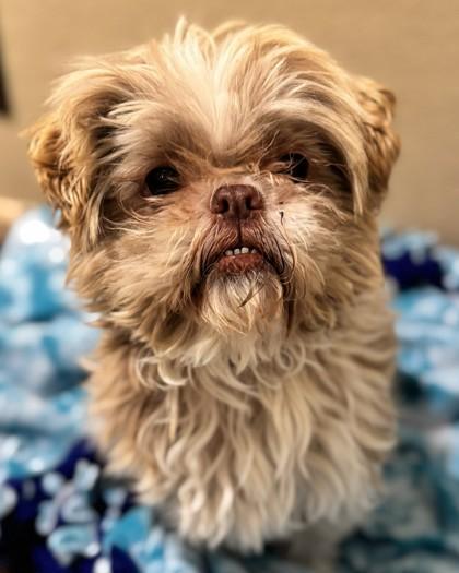 Chloe, a Adoptable mixed breed in Pleasanton, CA image 1/3