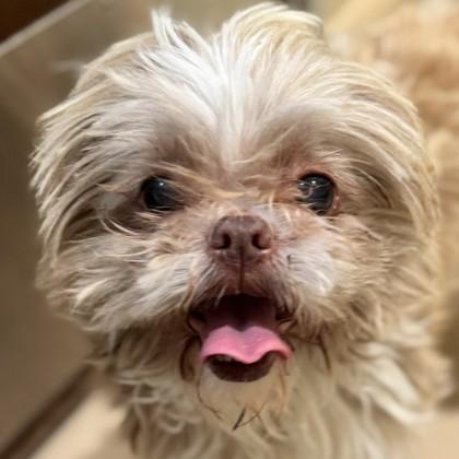 Chloe, a Adoptable mixed breed in Pleasanton, CA image 2/3