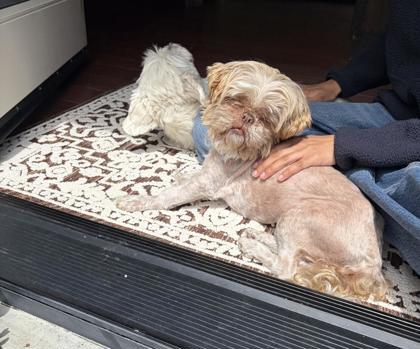 Chloe, a Adoptable mixed breed in Pleasanton, CA image 3/3