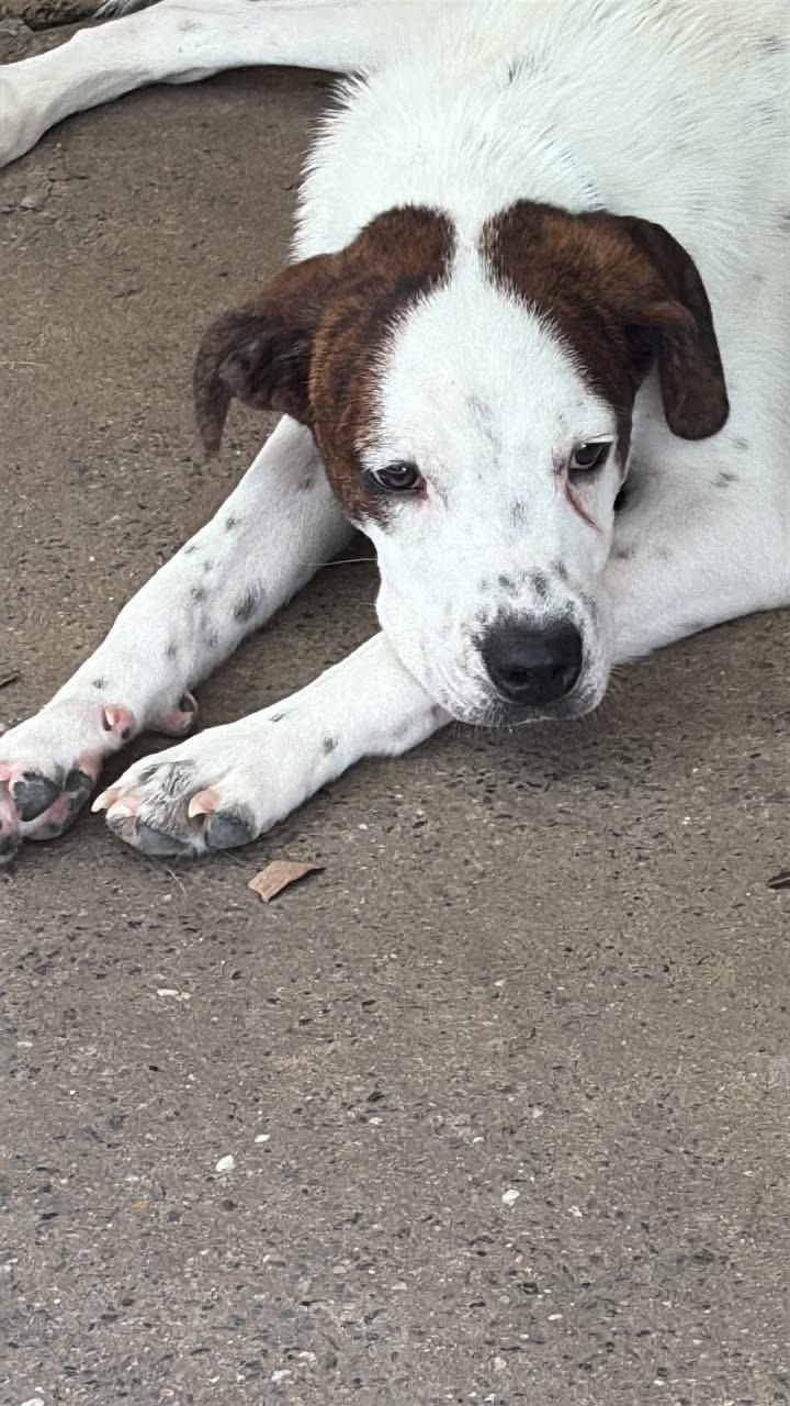 Enlarge Binni, a ADOPTABLE mixed breed in Fincastle, VA image 2/2