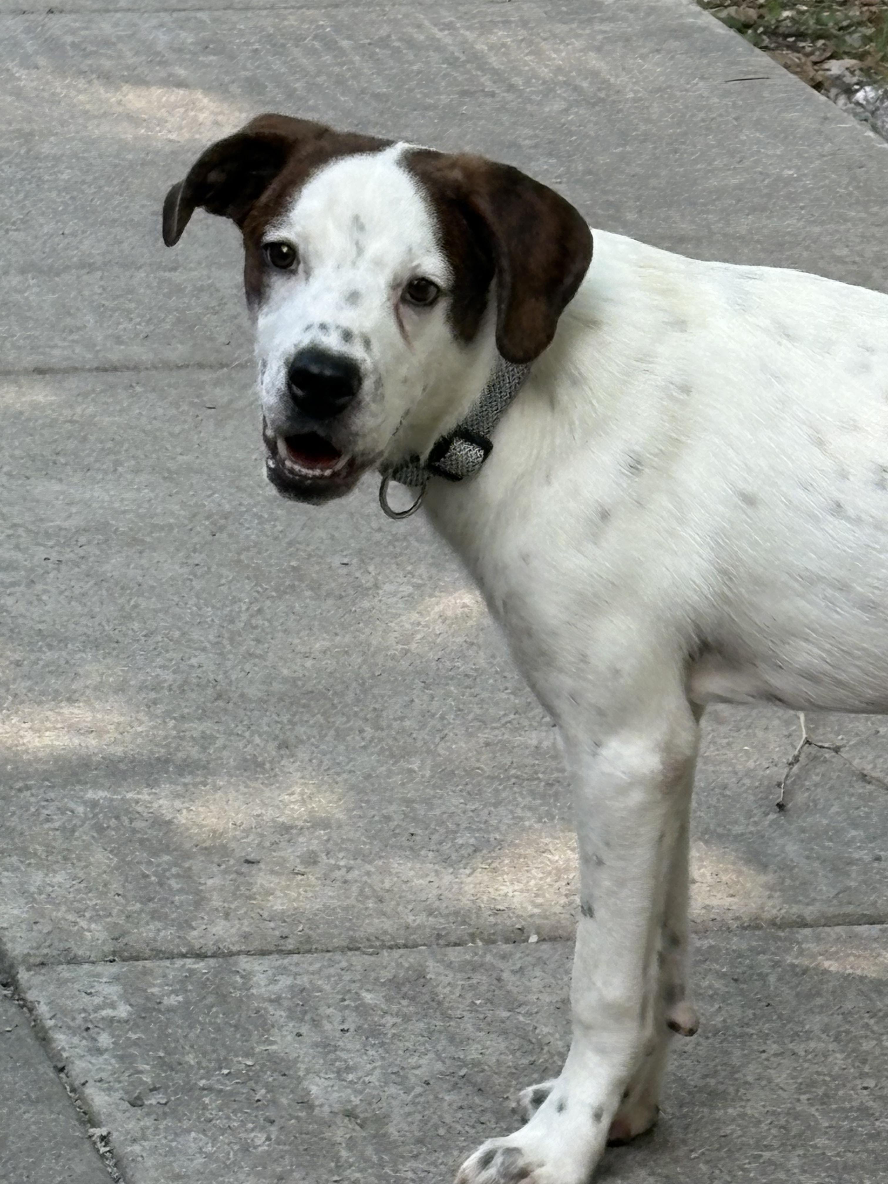 Binni, ADOPTABLE, Adult Male Hound.