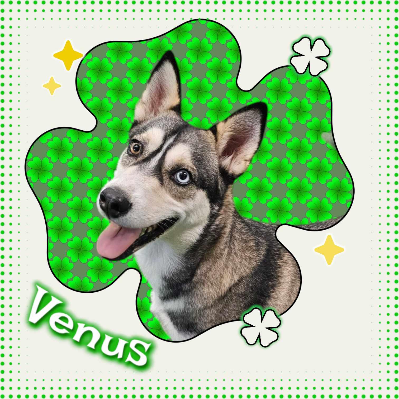 Enlarge Venus, a Adoptable mixed breed in San Angelo , TX image 1/6