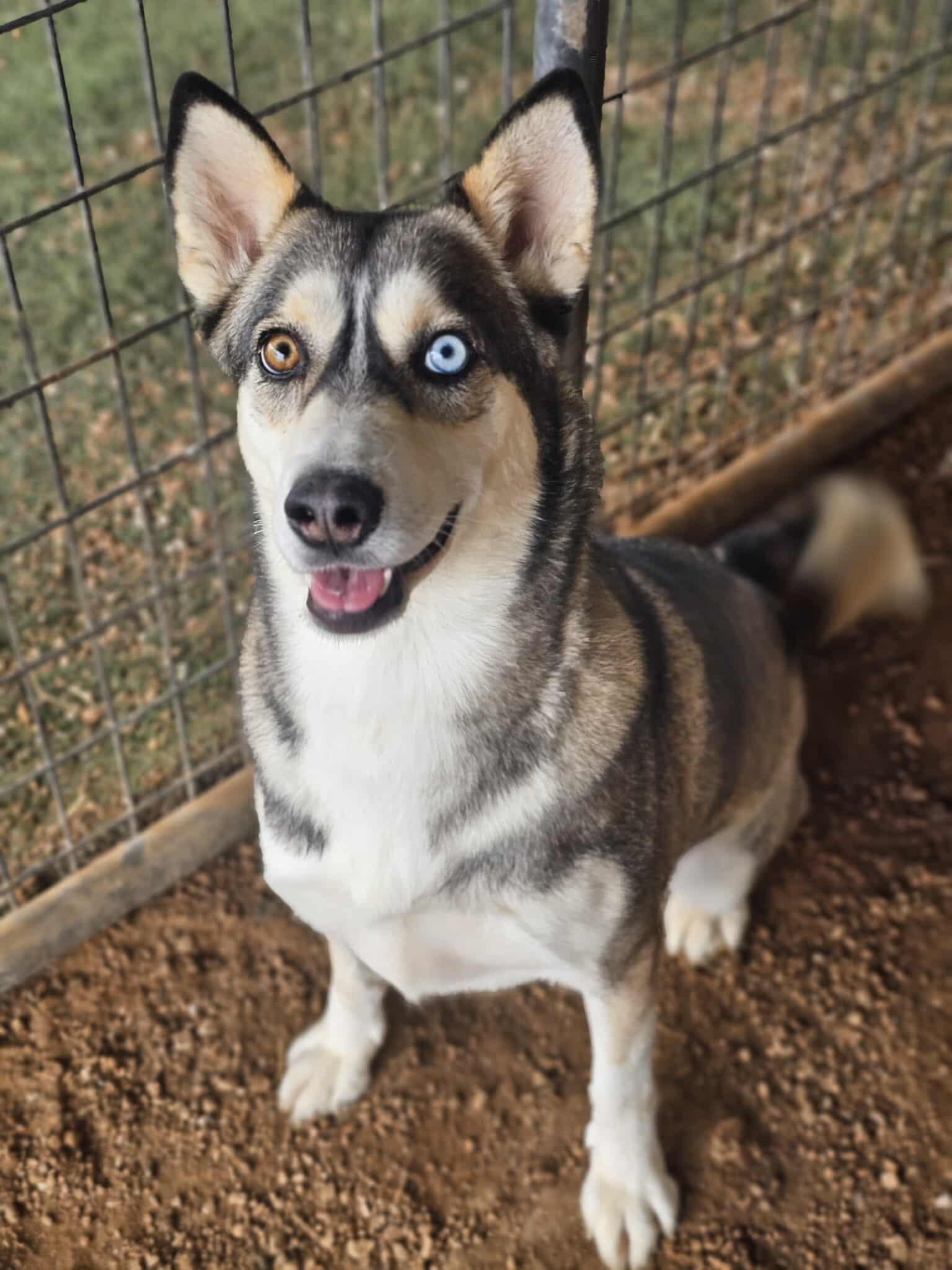 Enlarge Venus, a Adoptable mixed breed in San Angelo , TX image 3/6