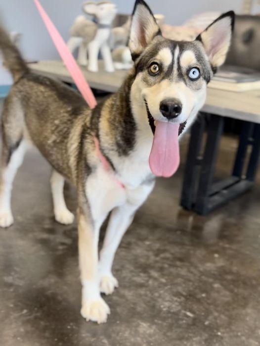 Enlarge Venus, a Adoptable mixed breed in San Angelo , TX image 5/6