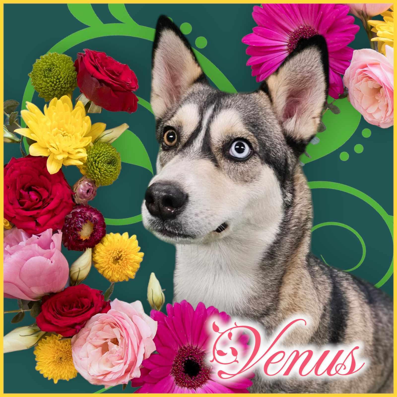 Enlarge Venus, a Adoptable mixed breed in San Angelo , TX image 6/6