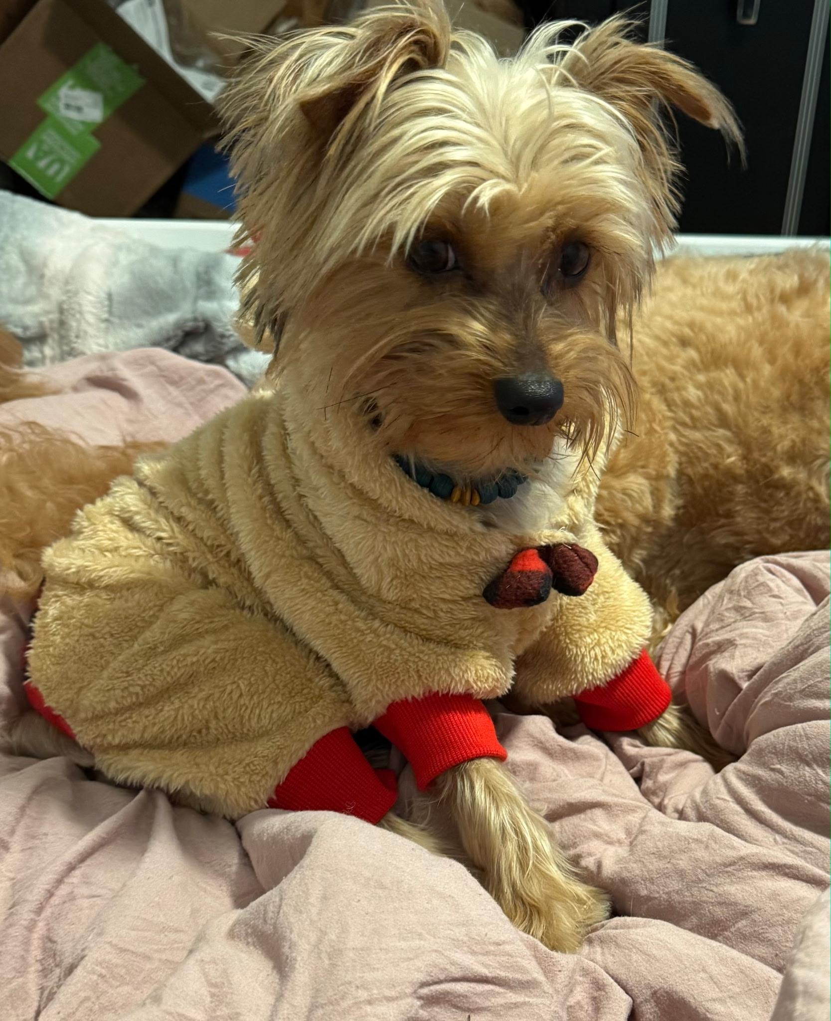 Enlarge Sammy, an adopted Yorkshire Terrier in Carr, CO image 4/4