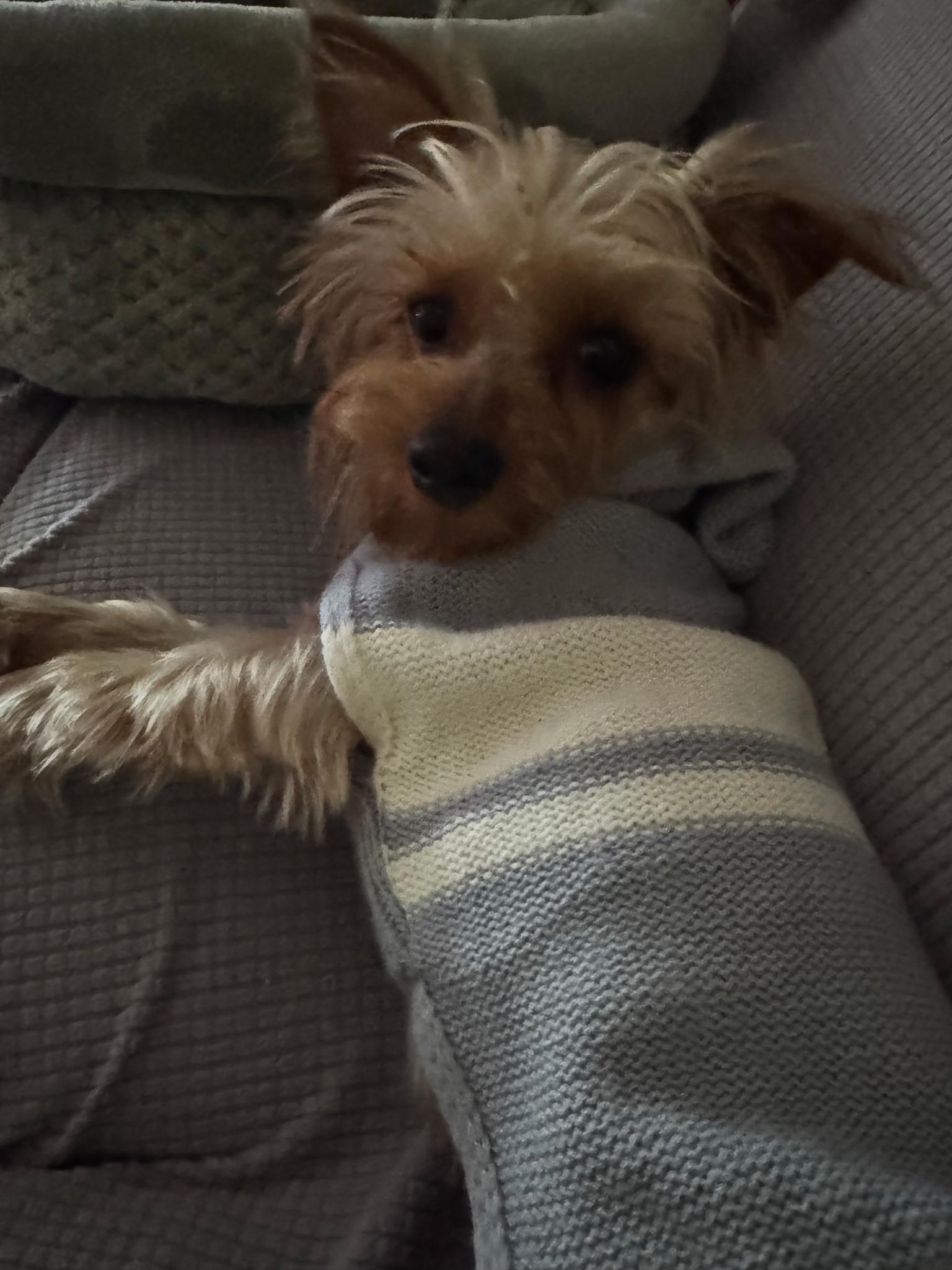 Enlarge Sammy, an adopted Yorkshire Terrier in Carr, CO image 3/4