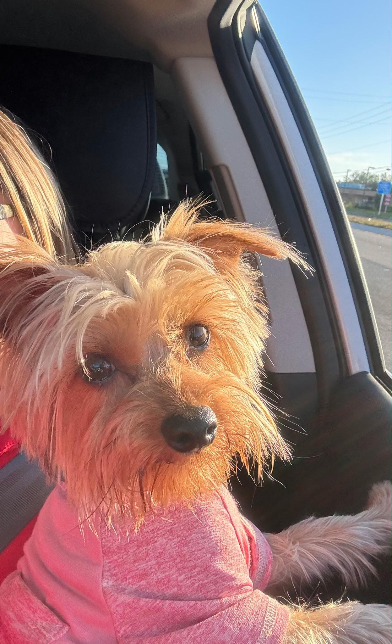 Enlarge Sammy, an adopted Yorkshire Terrier in Carr, CO image 2/4