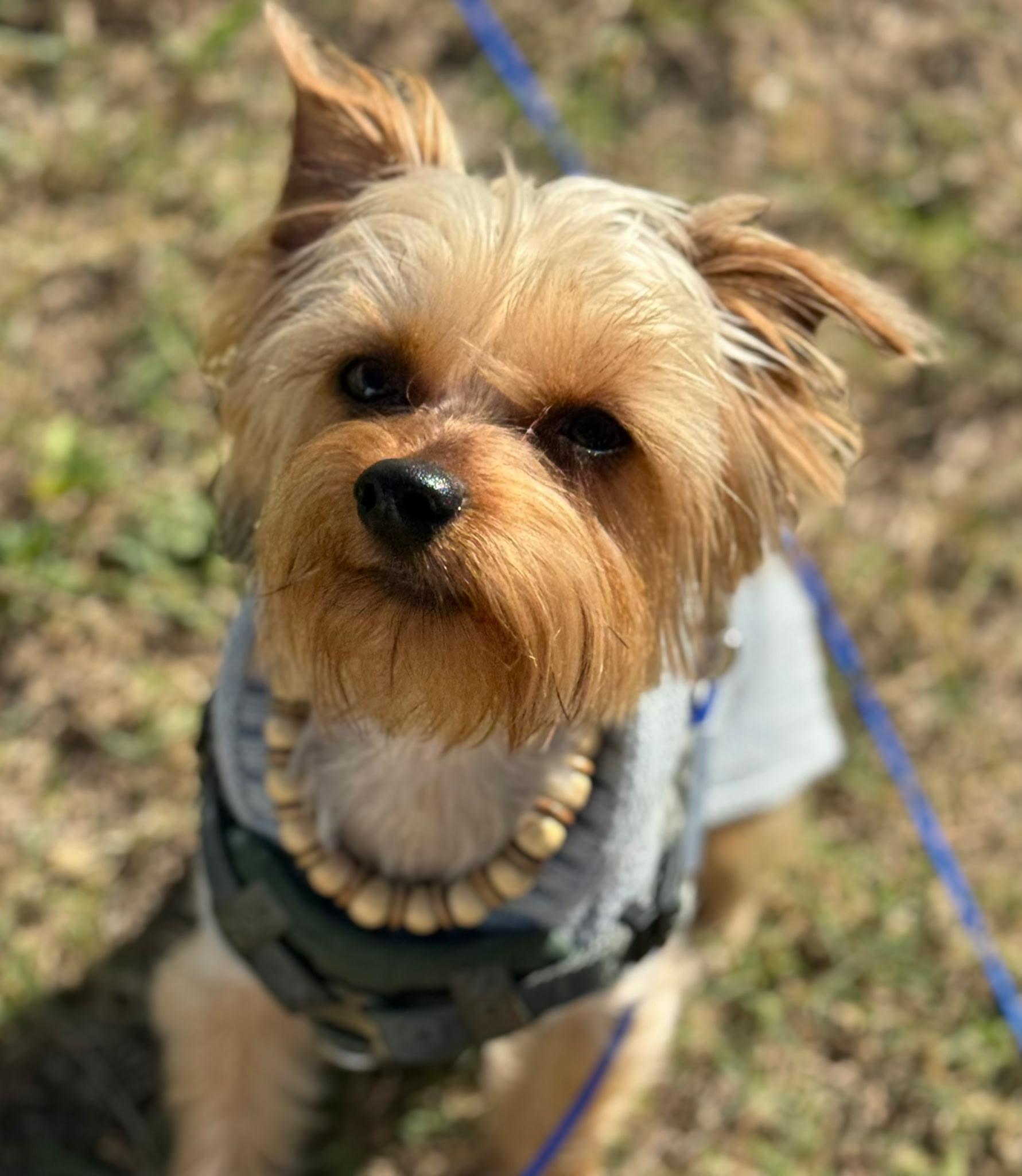 Sammy, adopted, Adult Male Yorkshire Terrier.