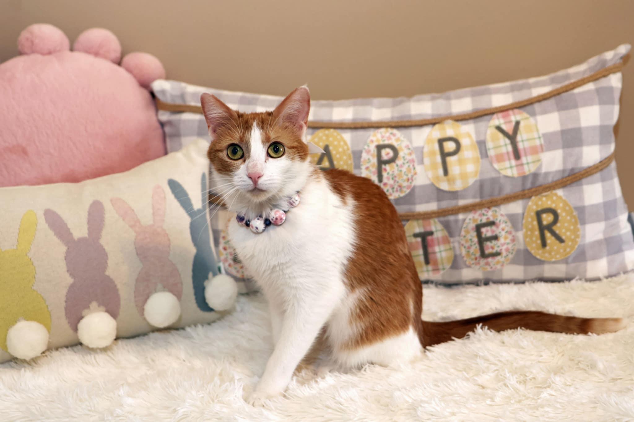 Enlarge Ginger Sue, a Adoptable Domestic Short Hair in Overland Park, KS image 4/6