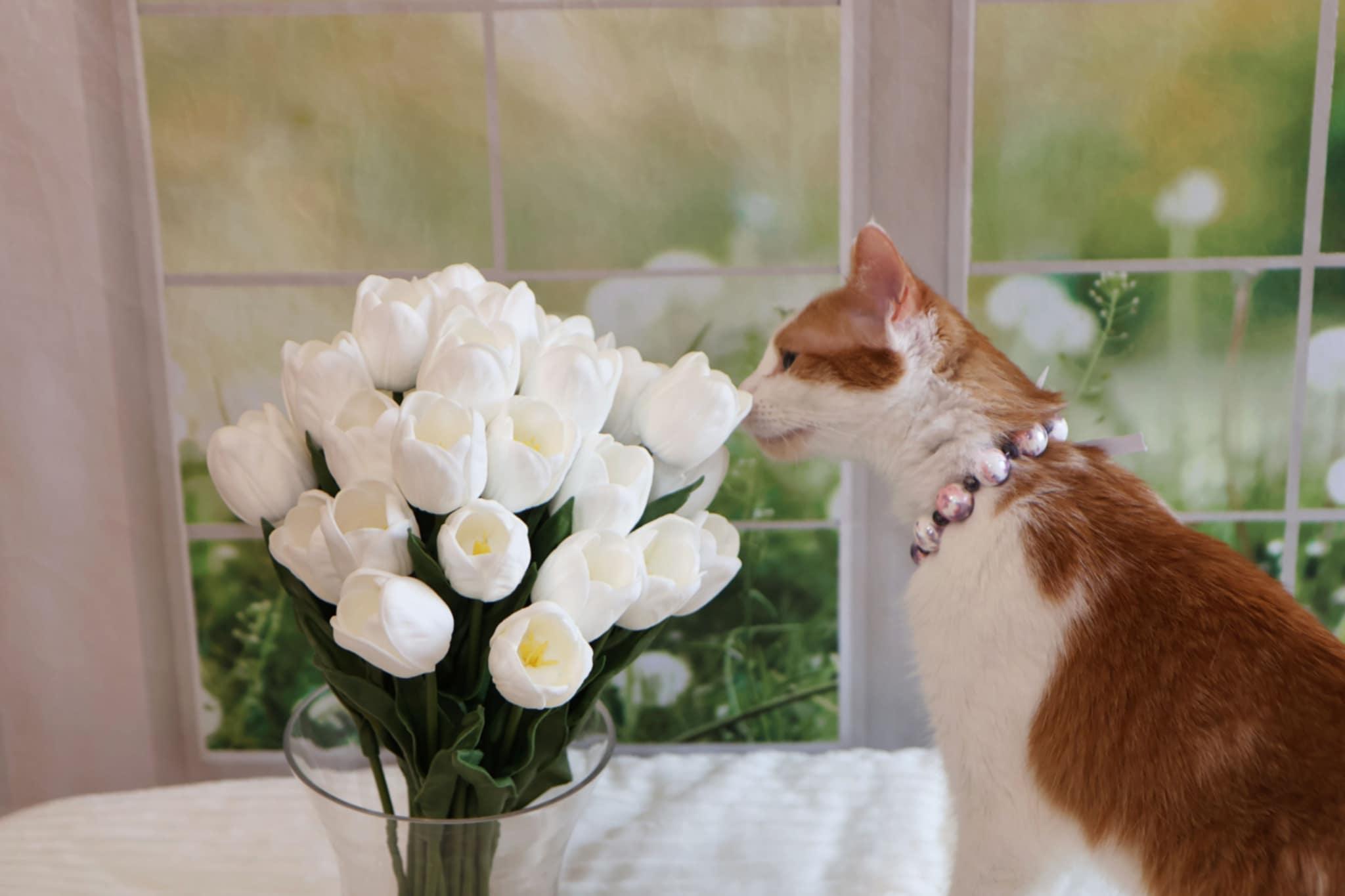 Enlarge Ginger Sue, a Adoptable Domestic Short Hair in Overland Park, KS image 3/6