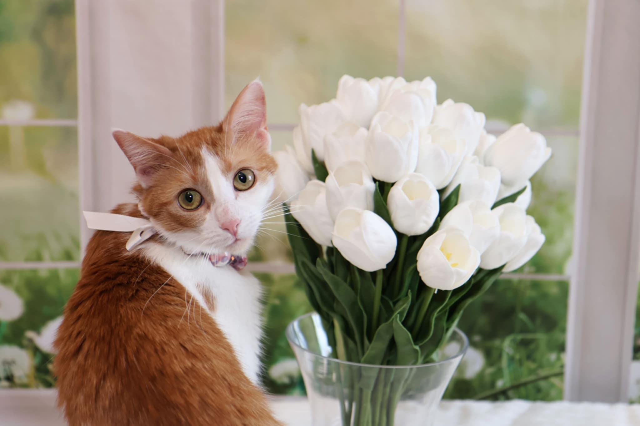 Enlarge Ginger Sue, a Adoptable Domestic Short Hair in Overland Park, KS image 1/6