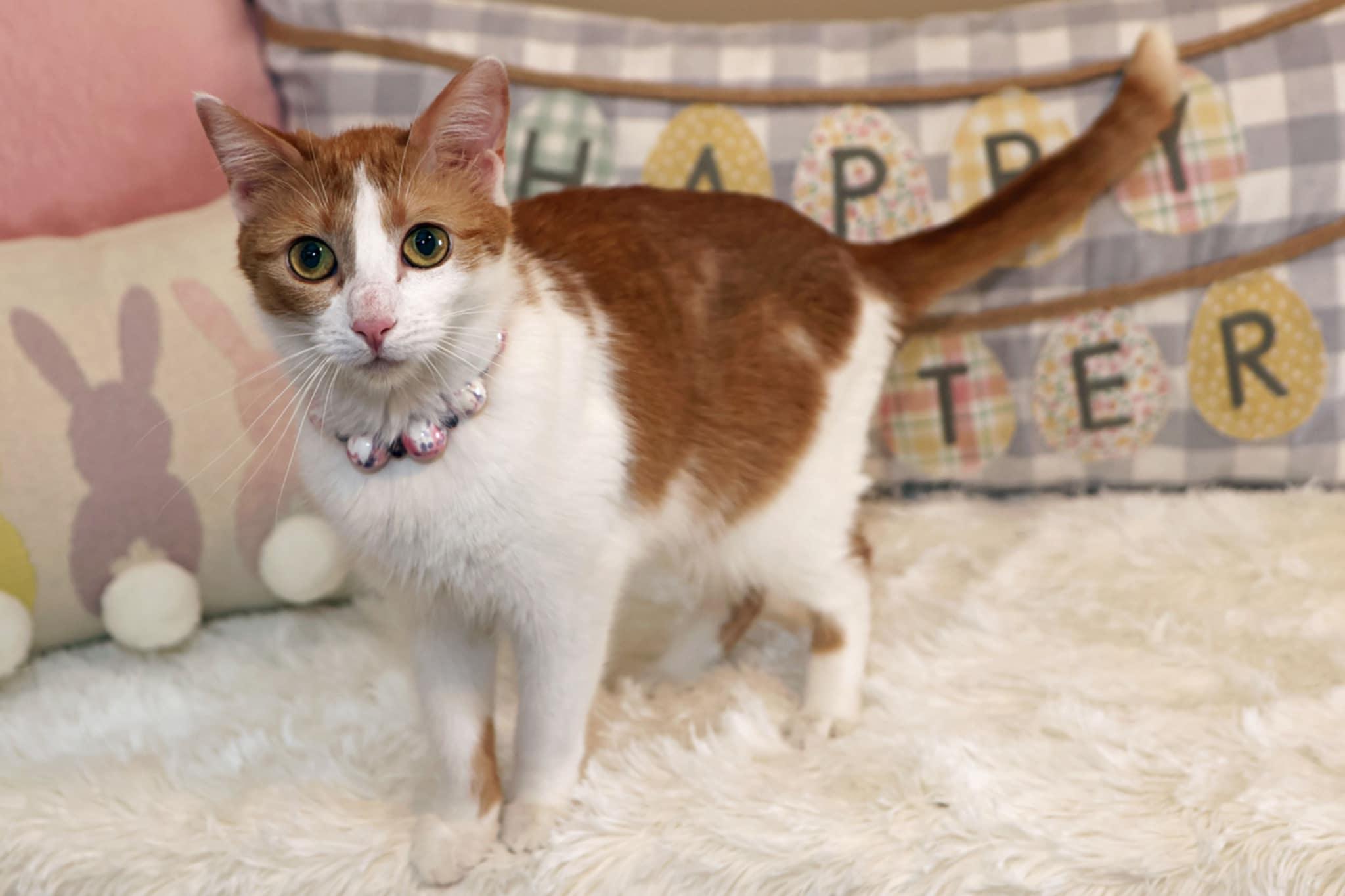 Enlarge Ginger Sue, a Adoptable Domestic Short Hair in Overland Park, KS image 2/6