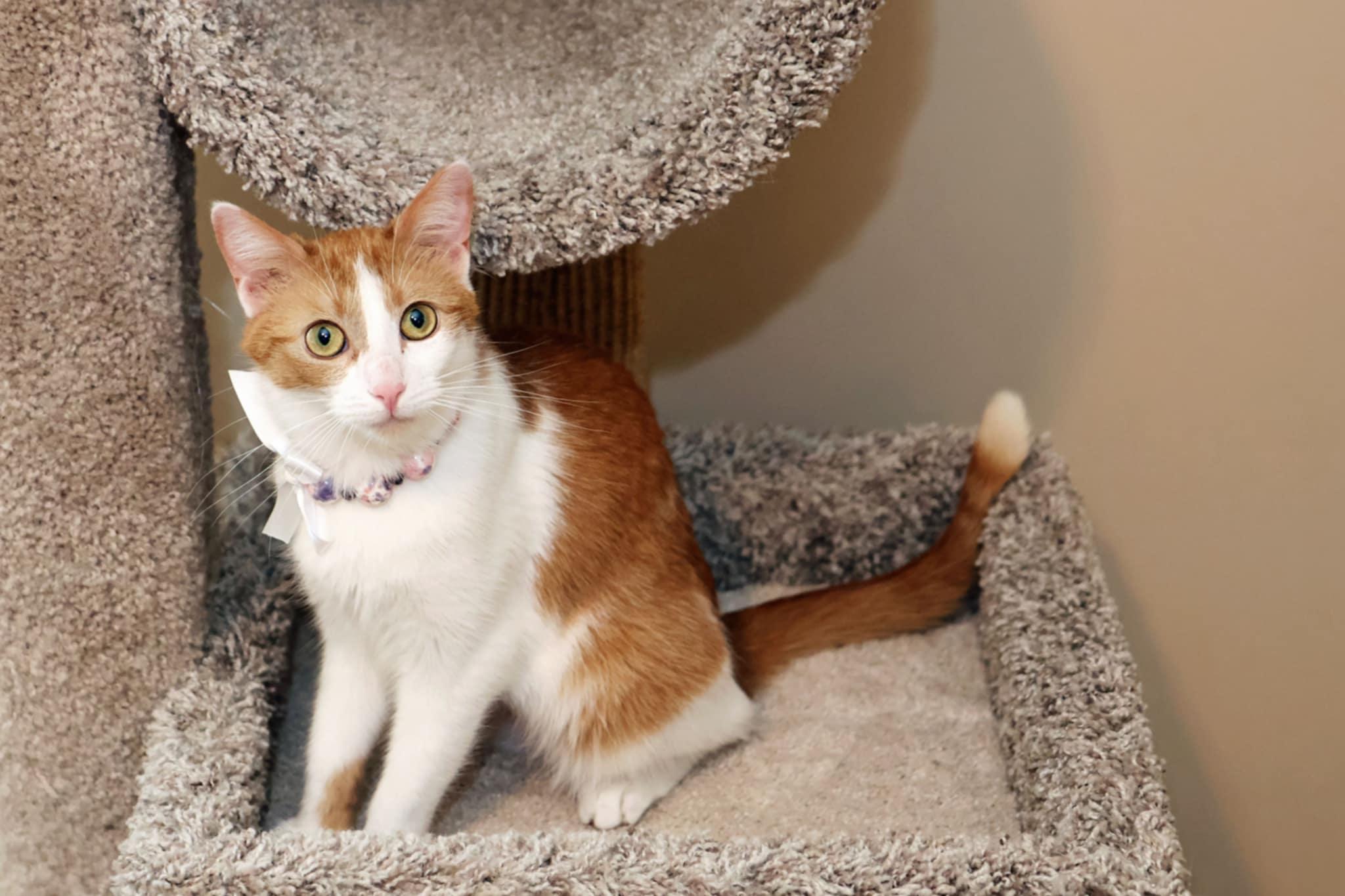 Enlarge Ginger Sue, a Adoptable Domestic Short Hair in Overland Park, KS image 6/6