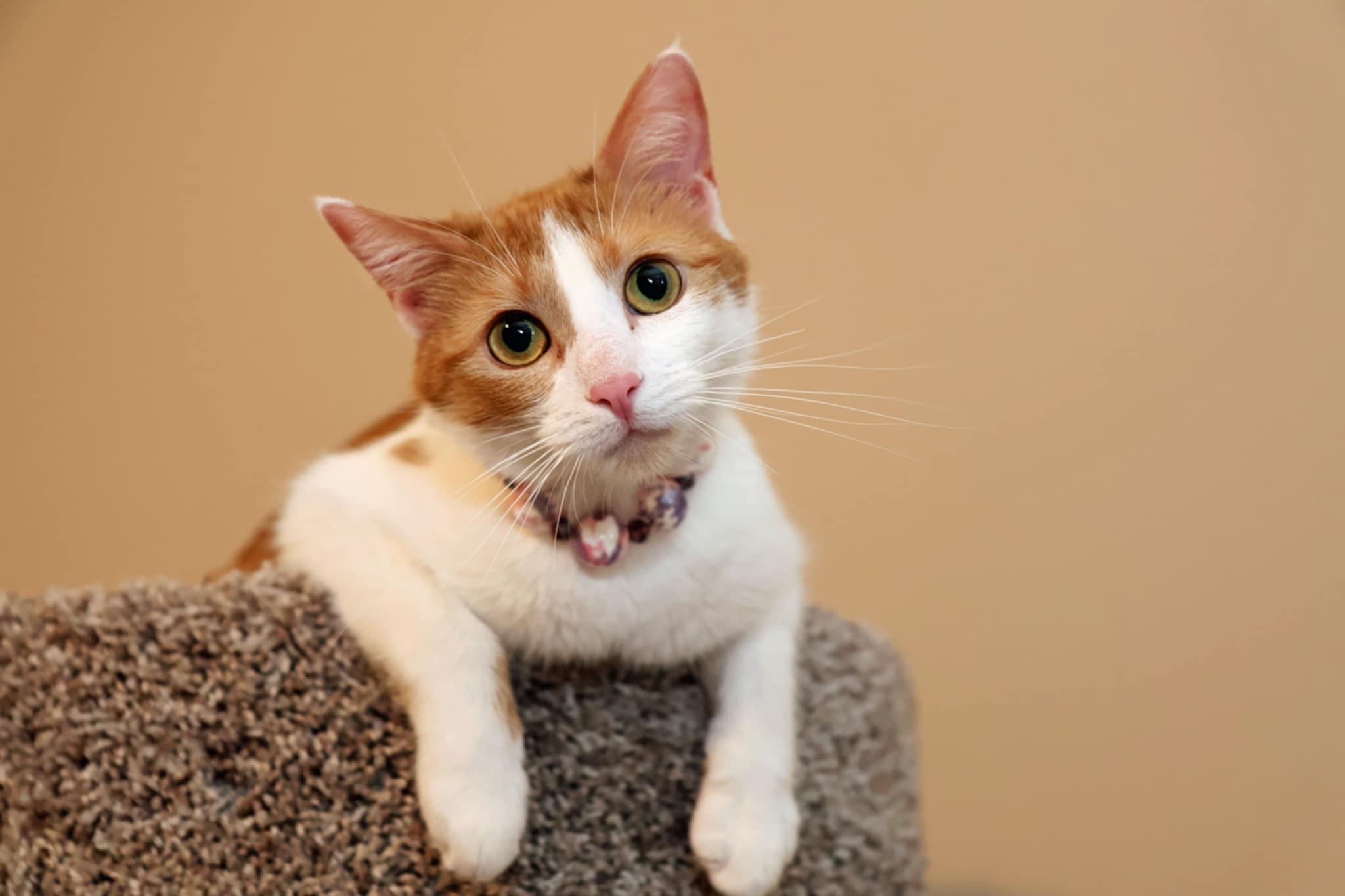 Enlarge Ginger Sue, a Adoptable Domestic Short Hair in Overland Park, KS image 5/6