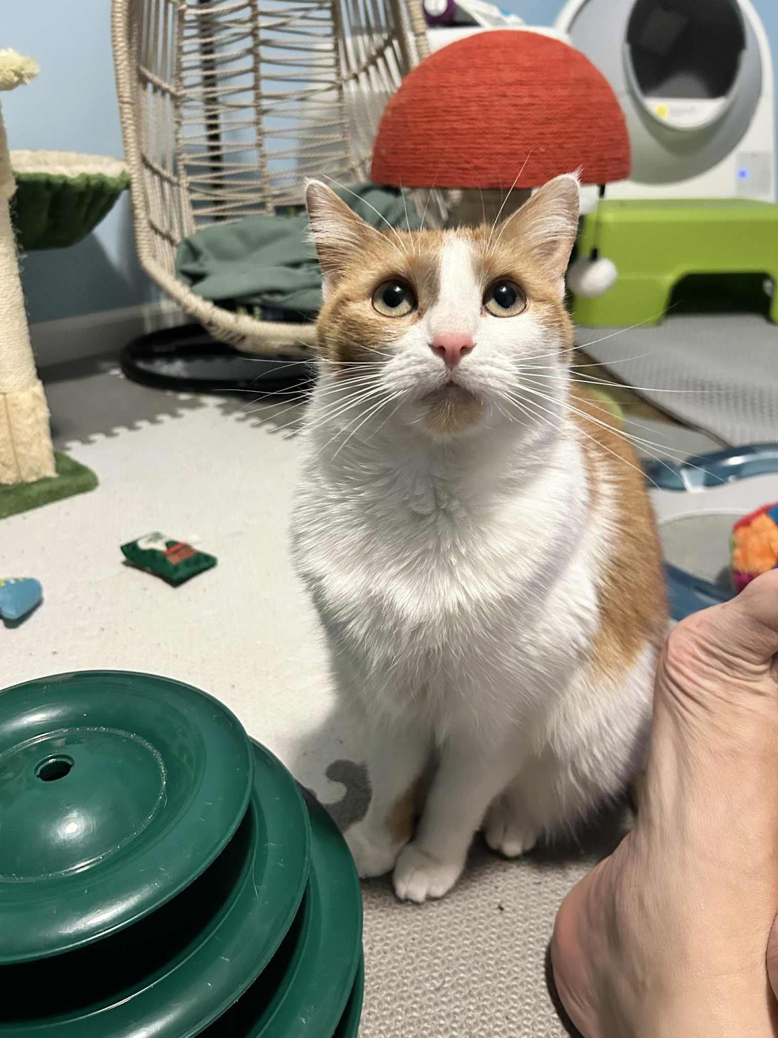 Enlarge Ginger Sue, a Adoptable Domestic Short Hair in Overland Park, KS image 5/6