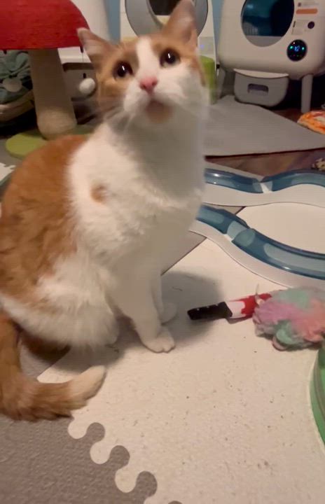 Enlarge Ginger Sue, a Adoptable Domestic Short Hair in Overland Park, KS video 6/6