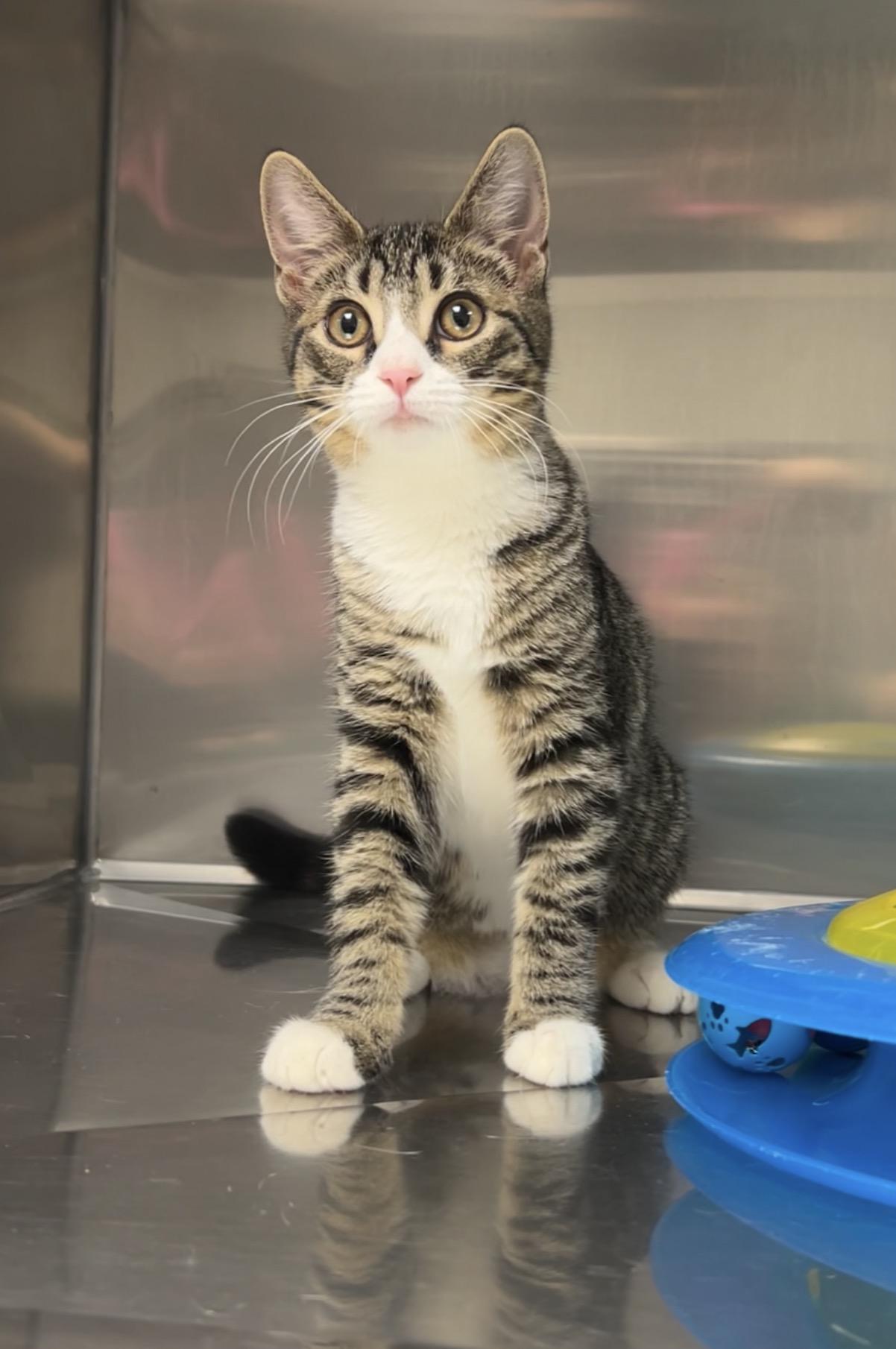 Candy Apple, a Adoptable Domestic Short Hair in Montville, NJ image 2/4