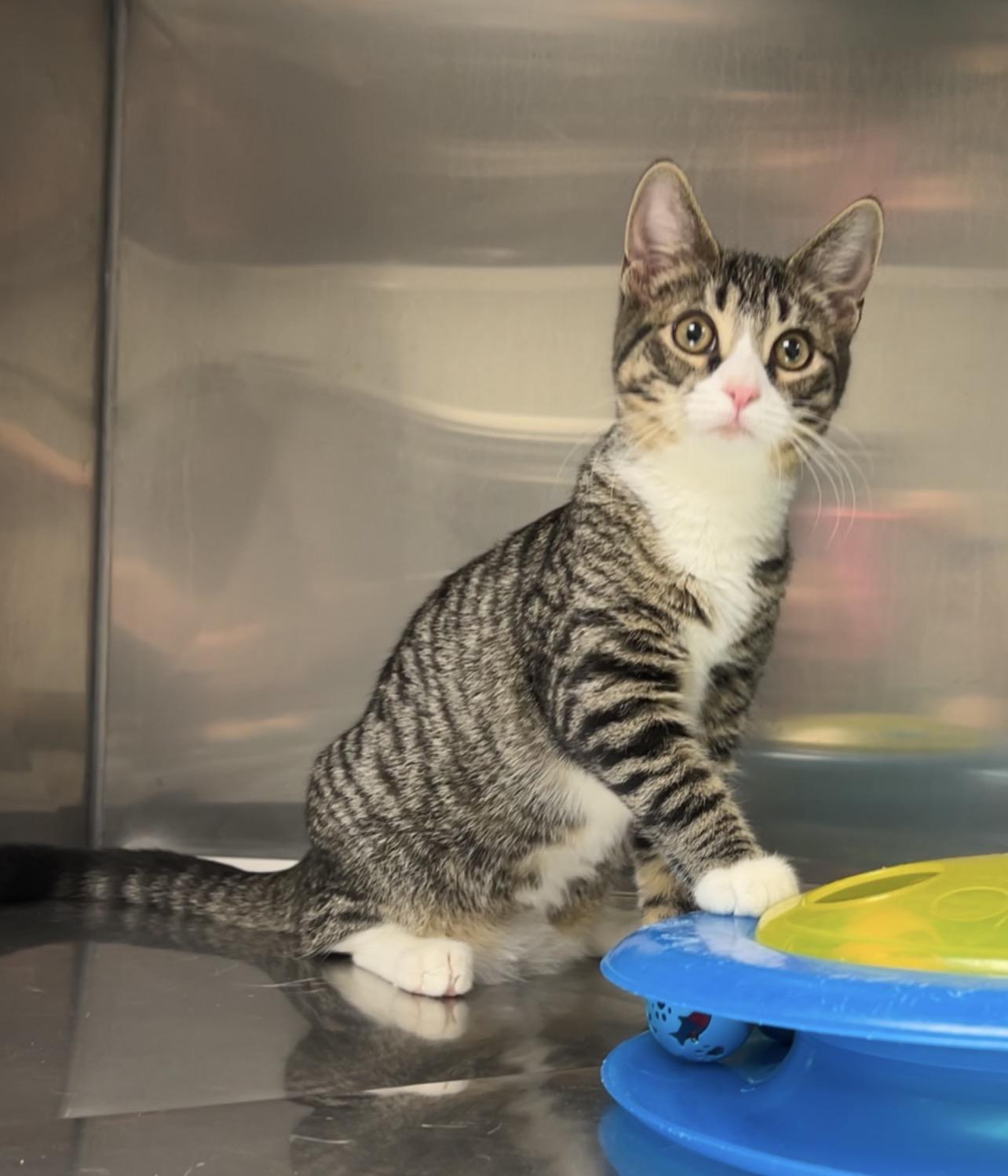 Candy Apple, a Adoptable Domestic Short Hair in Montville, NJ image 4/4