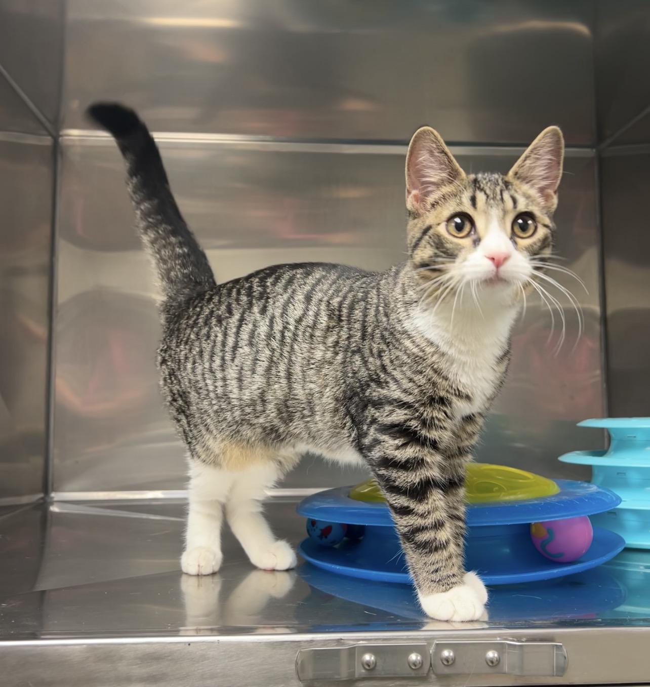 Candy Apple, Adoptable, Kitten Female Domestic Short Hair.